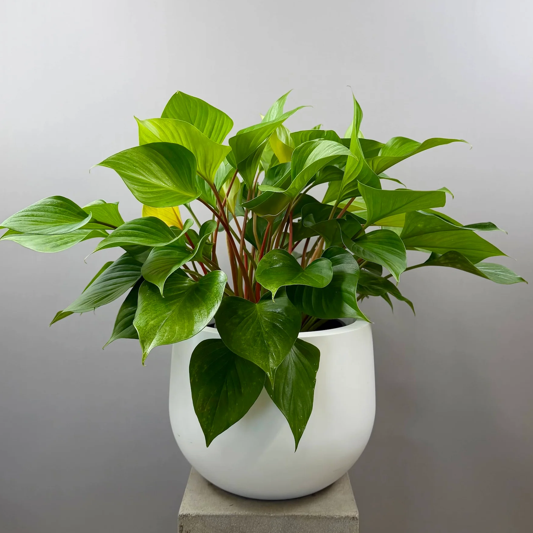 Homalomena Lemon Lime