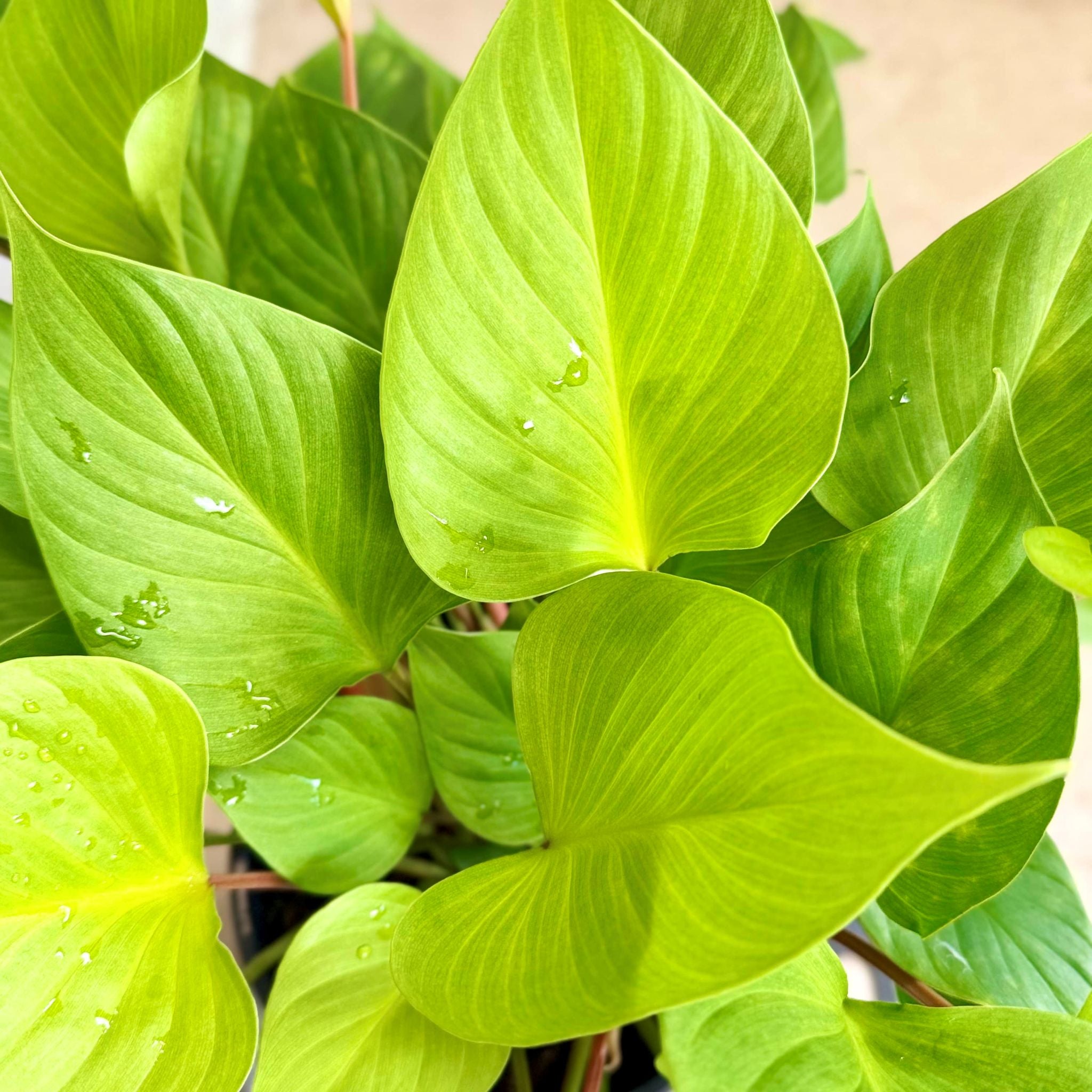 Homalomena Uppsala Planter