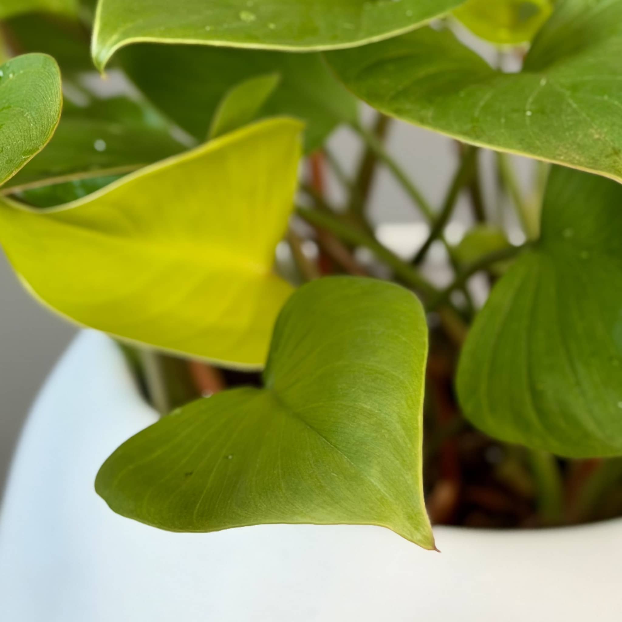 Homalomena in ceramic planter