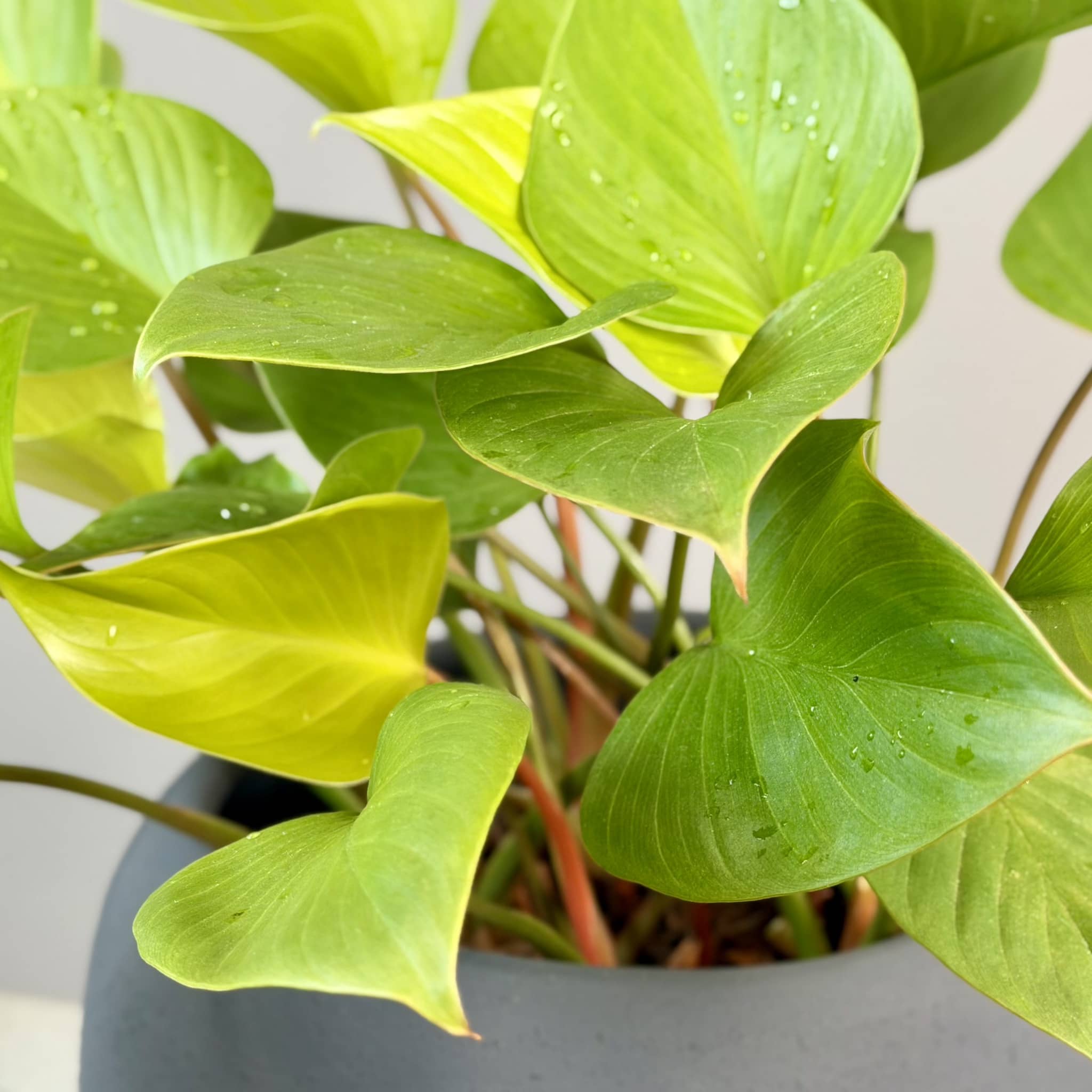 Homalomena in ceramic planter