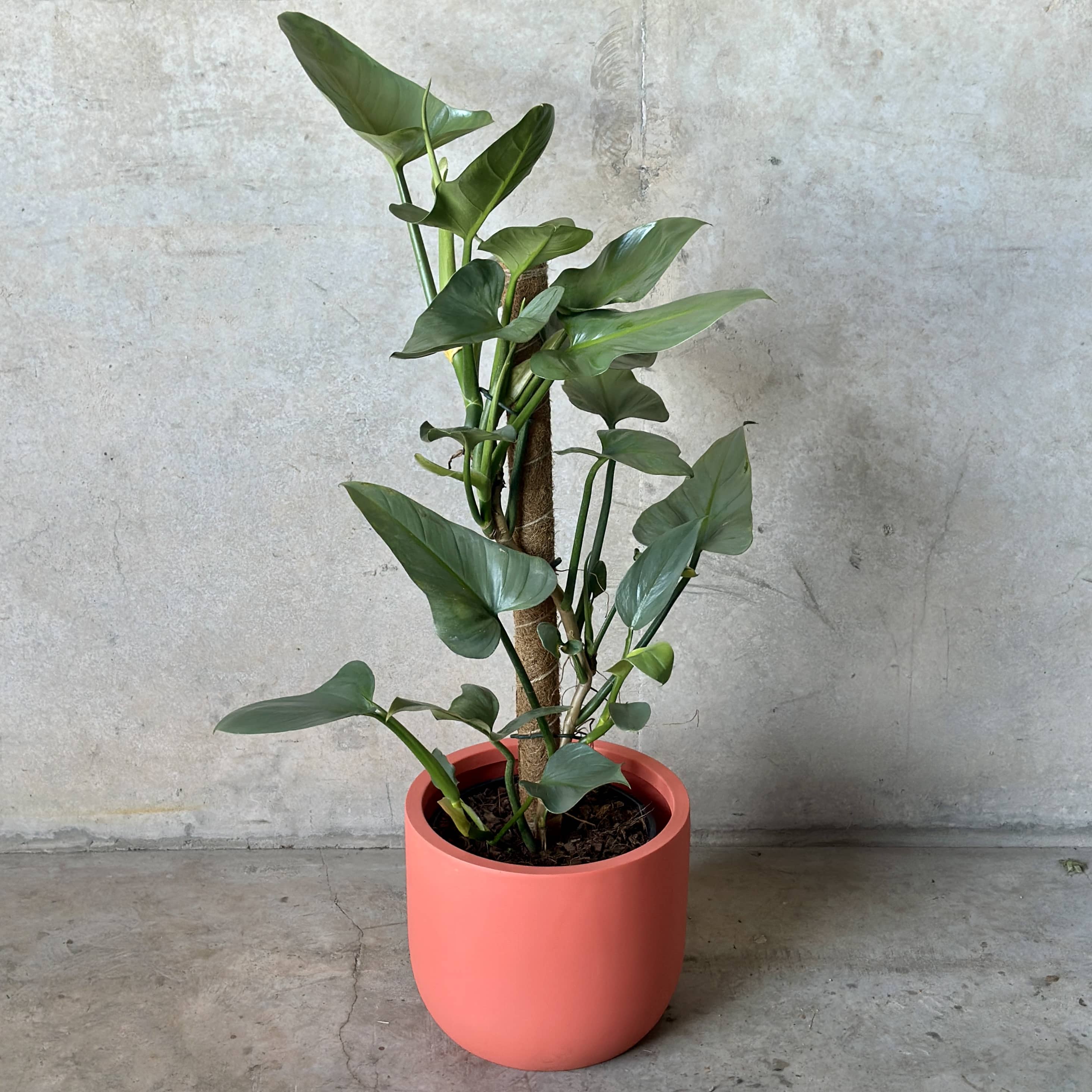 Philodendron Silver Sword Mix n Match Planter (Medium)