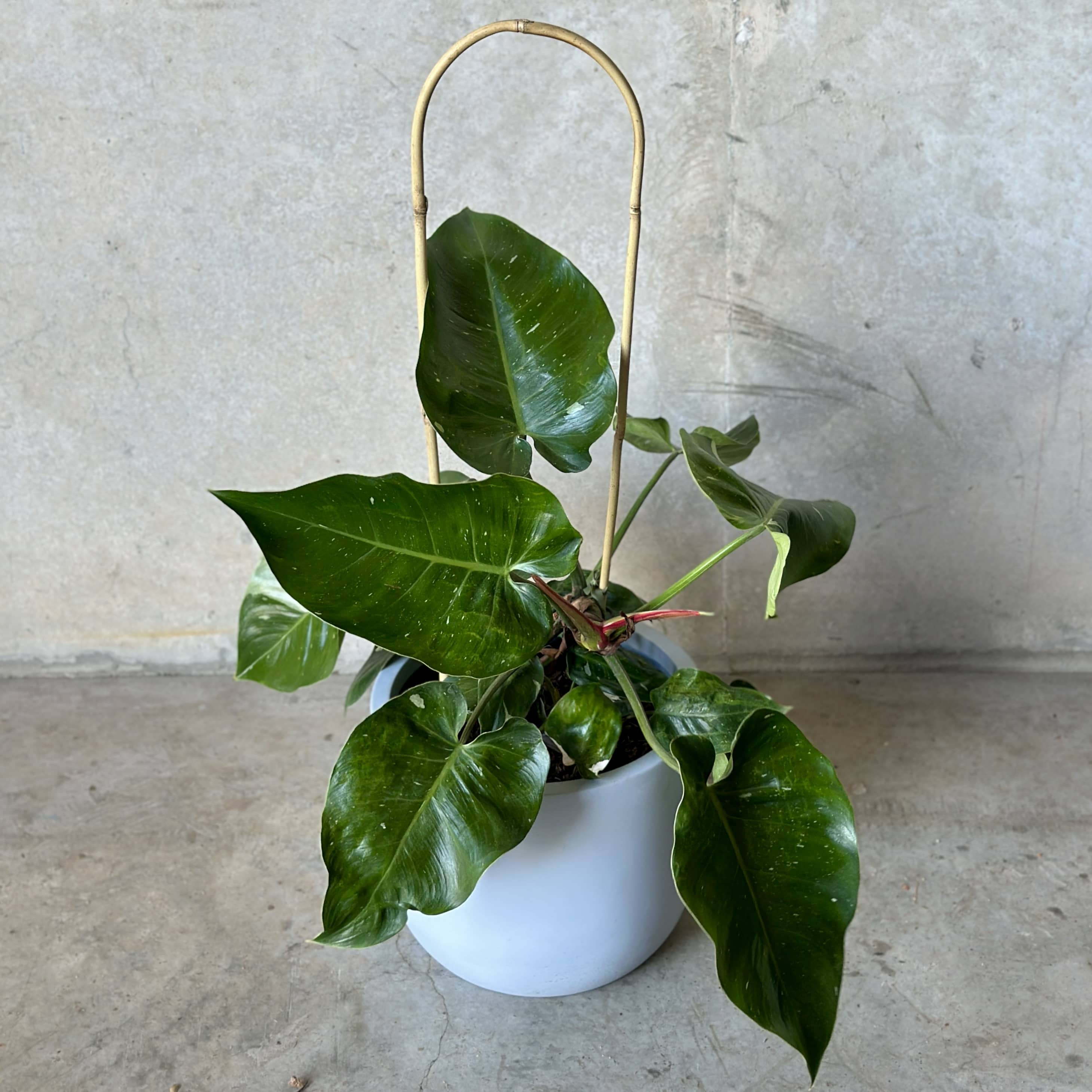 Philodendron White Princess Mix n Match Planter (Medium)
