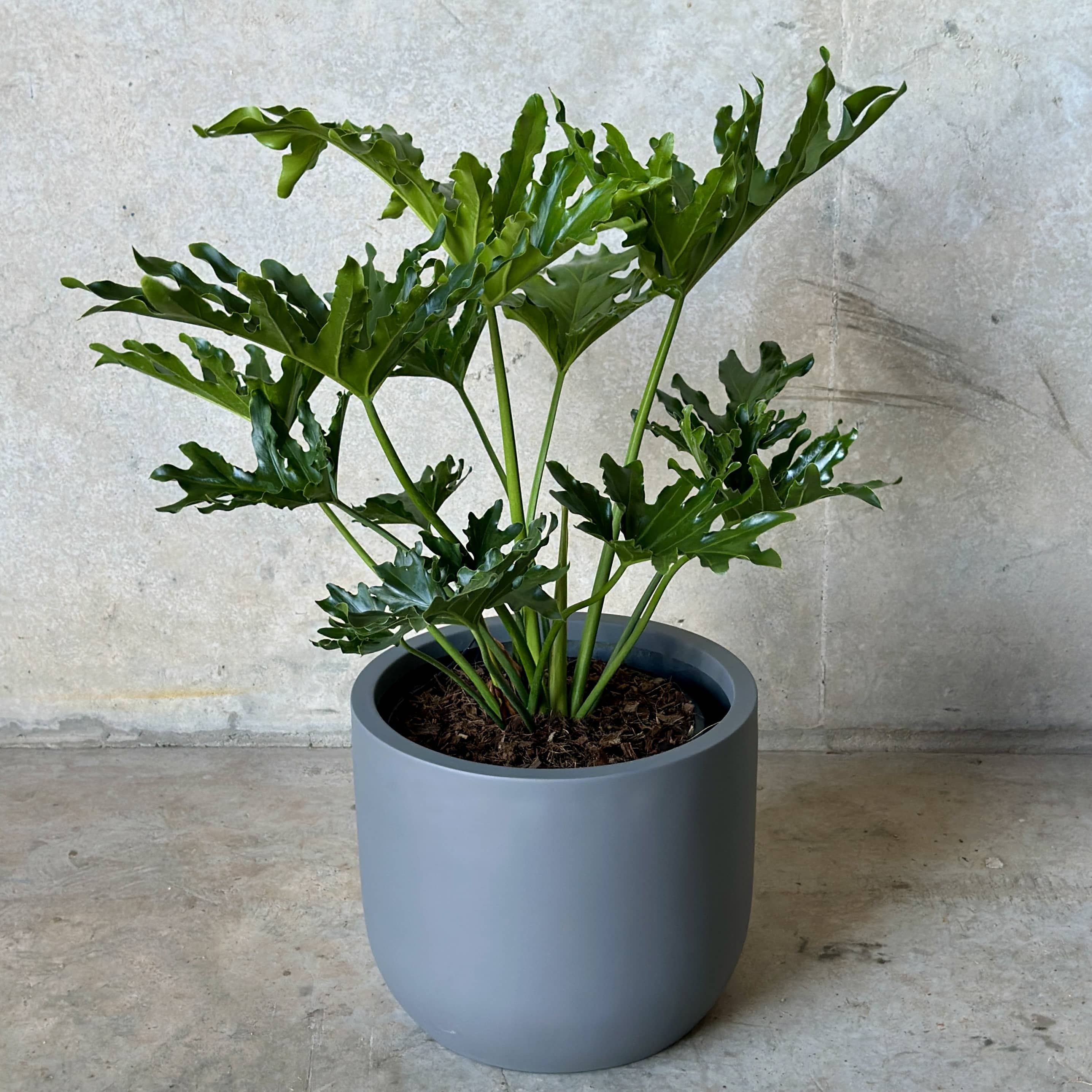 Philodendron Hope Mix n Match Planter (Medium)