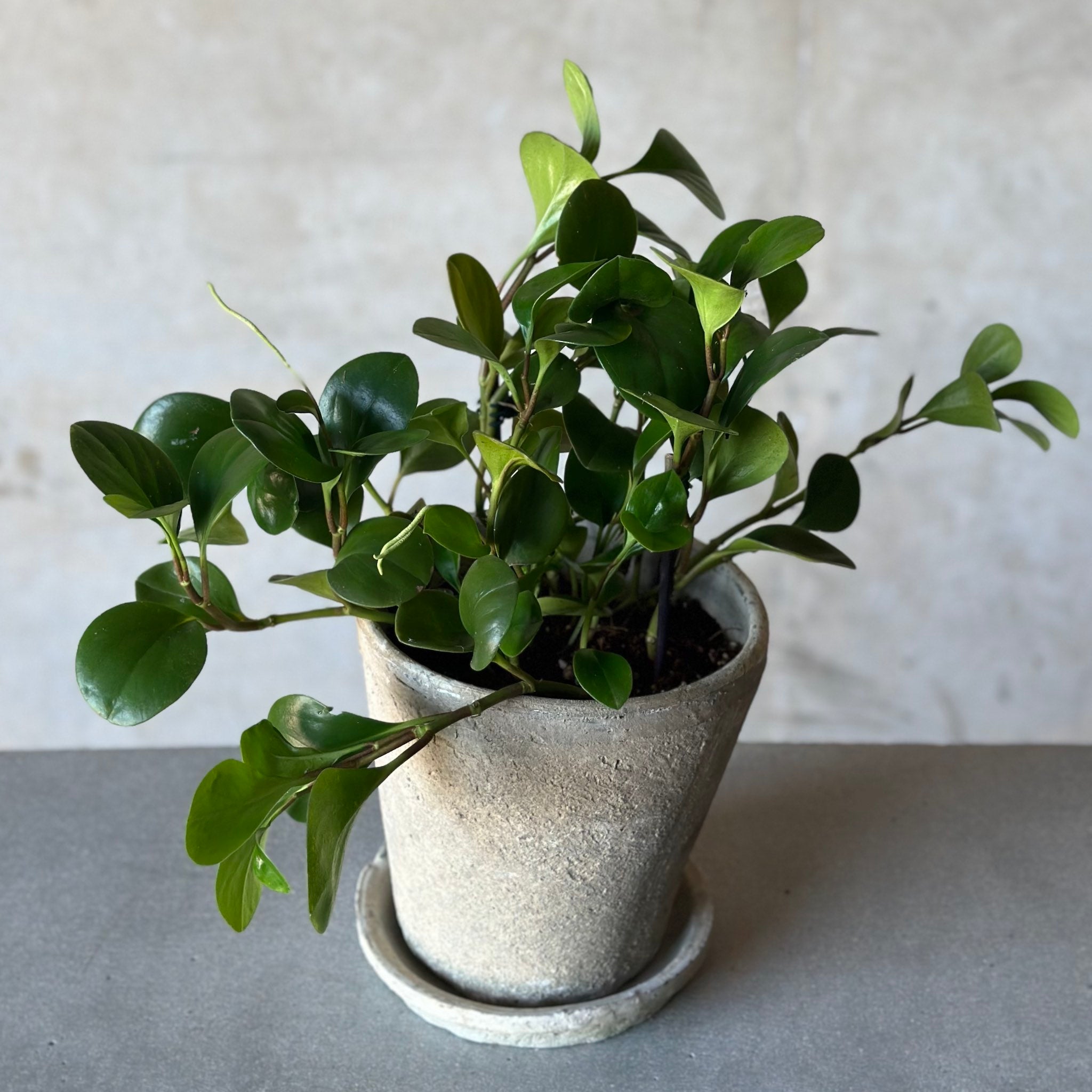 Peperomia Pot Plant
