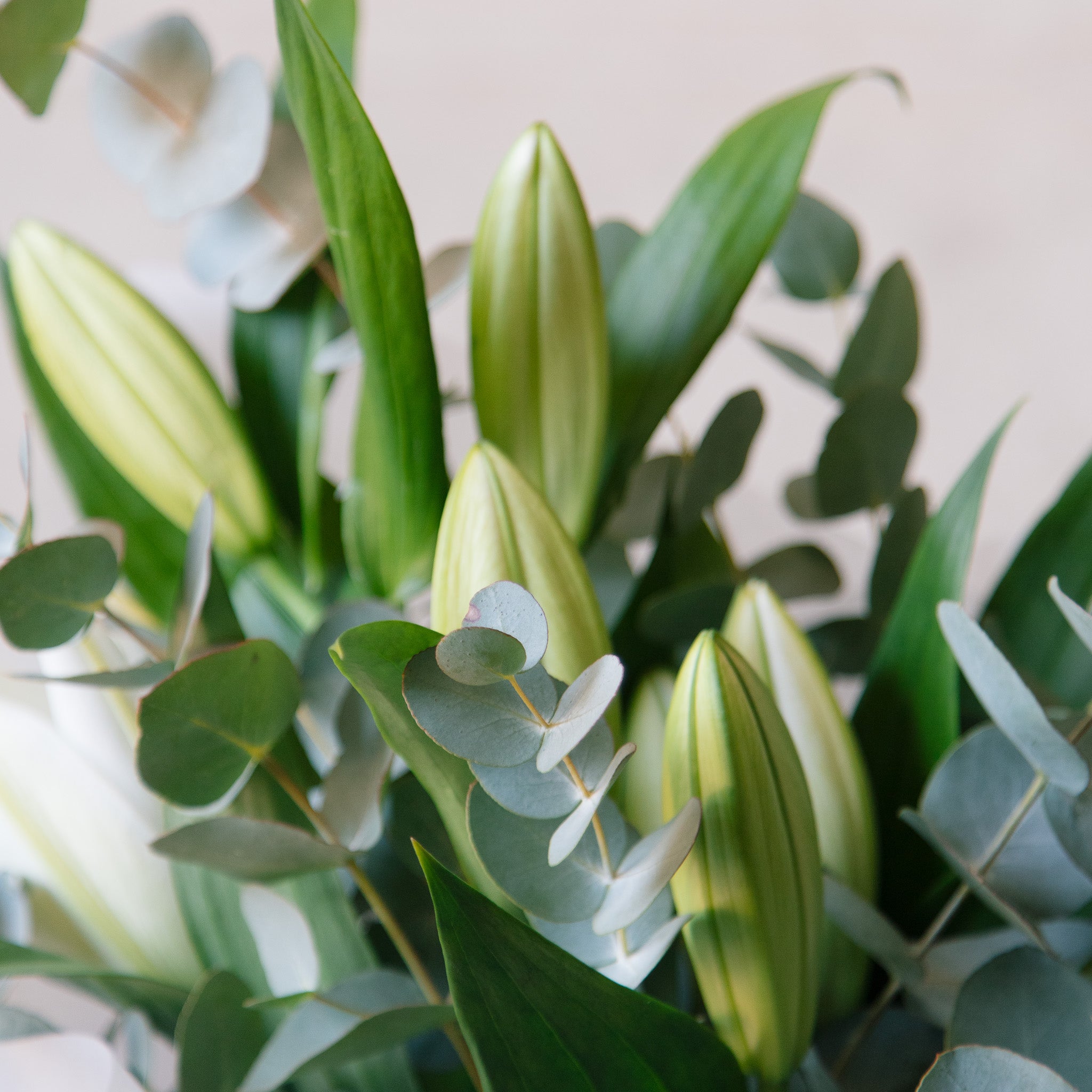 Close up bouquet of lilies in bud