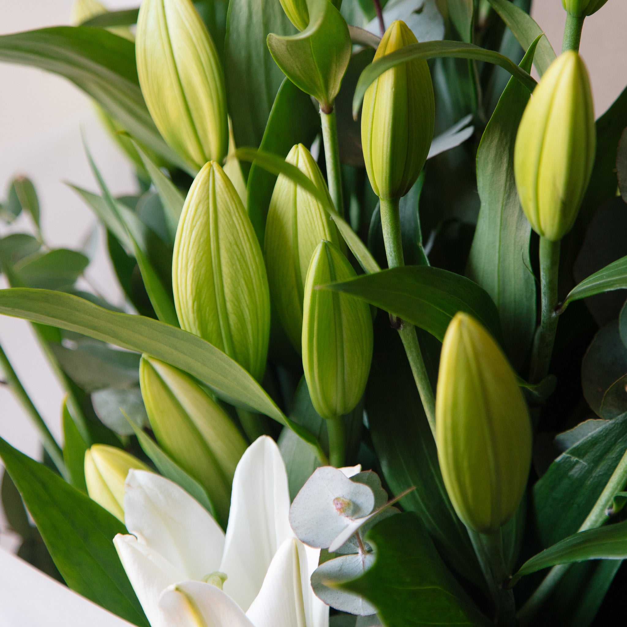 close up bouquet of lilies in bud