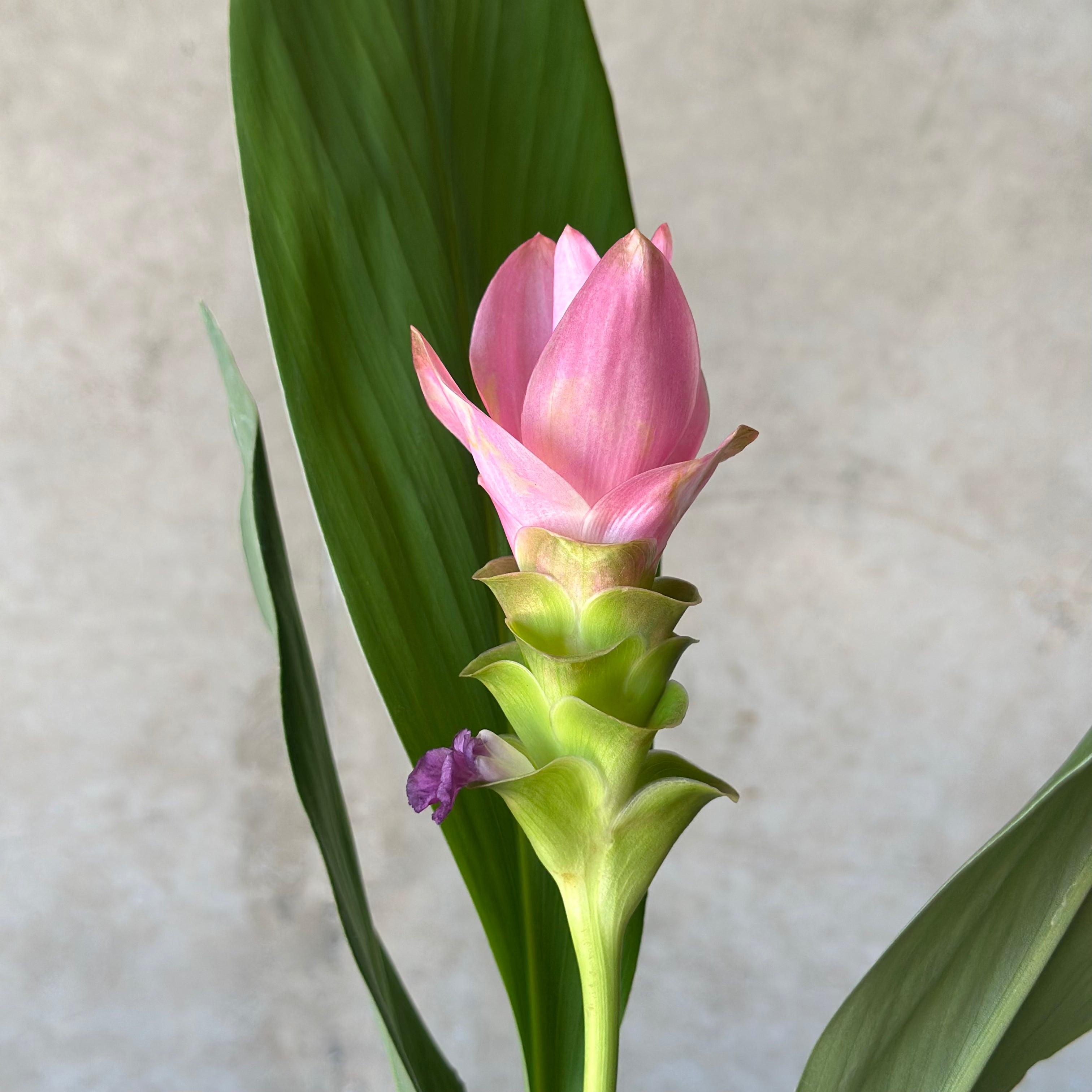 Territory Tulip in White Rogue Pot
