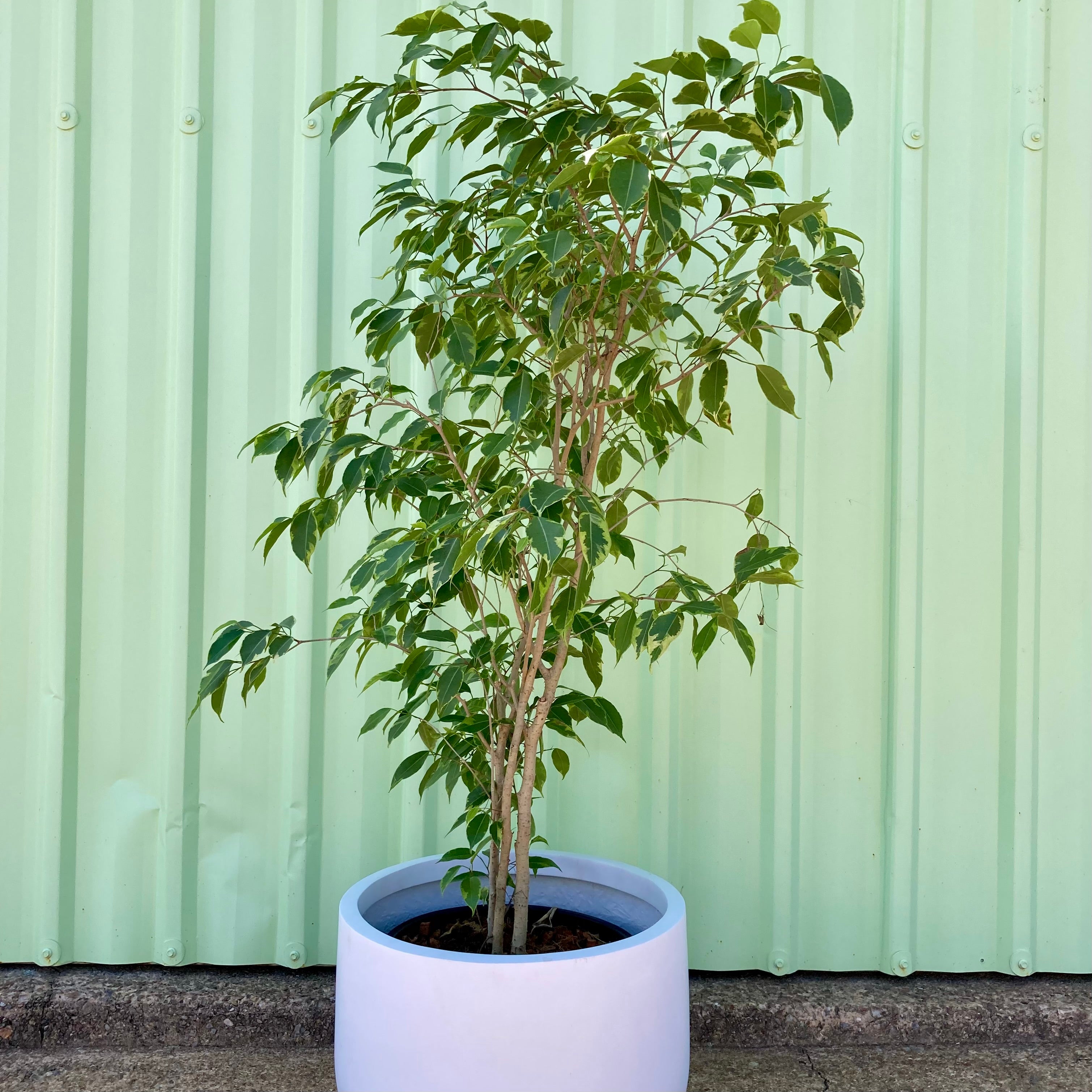 Ficus Benjamina