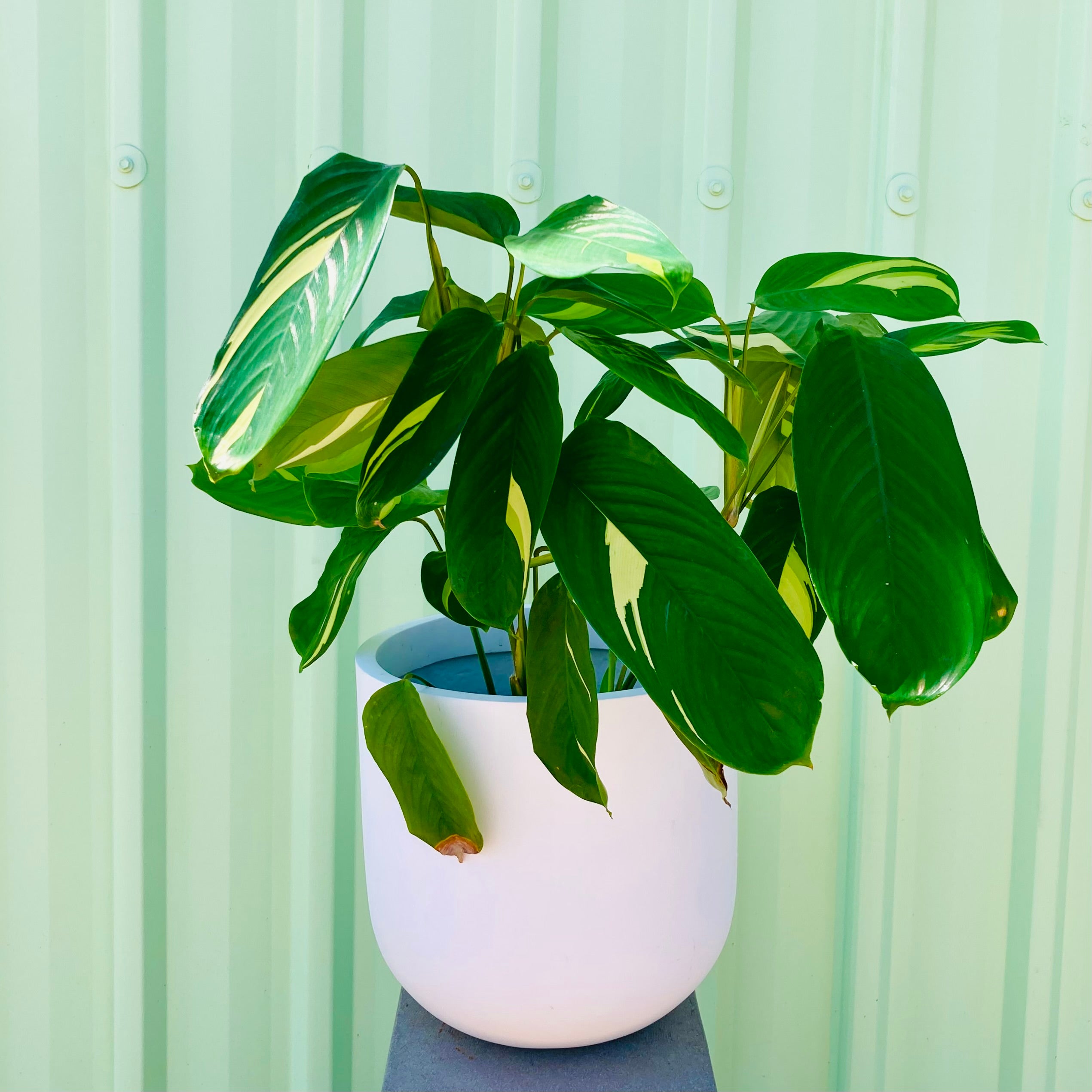 Ctenanthe Golden Mosaic