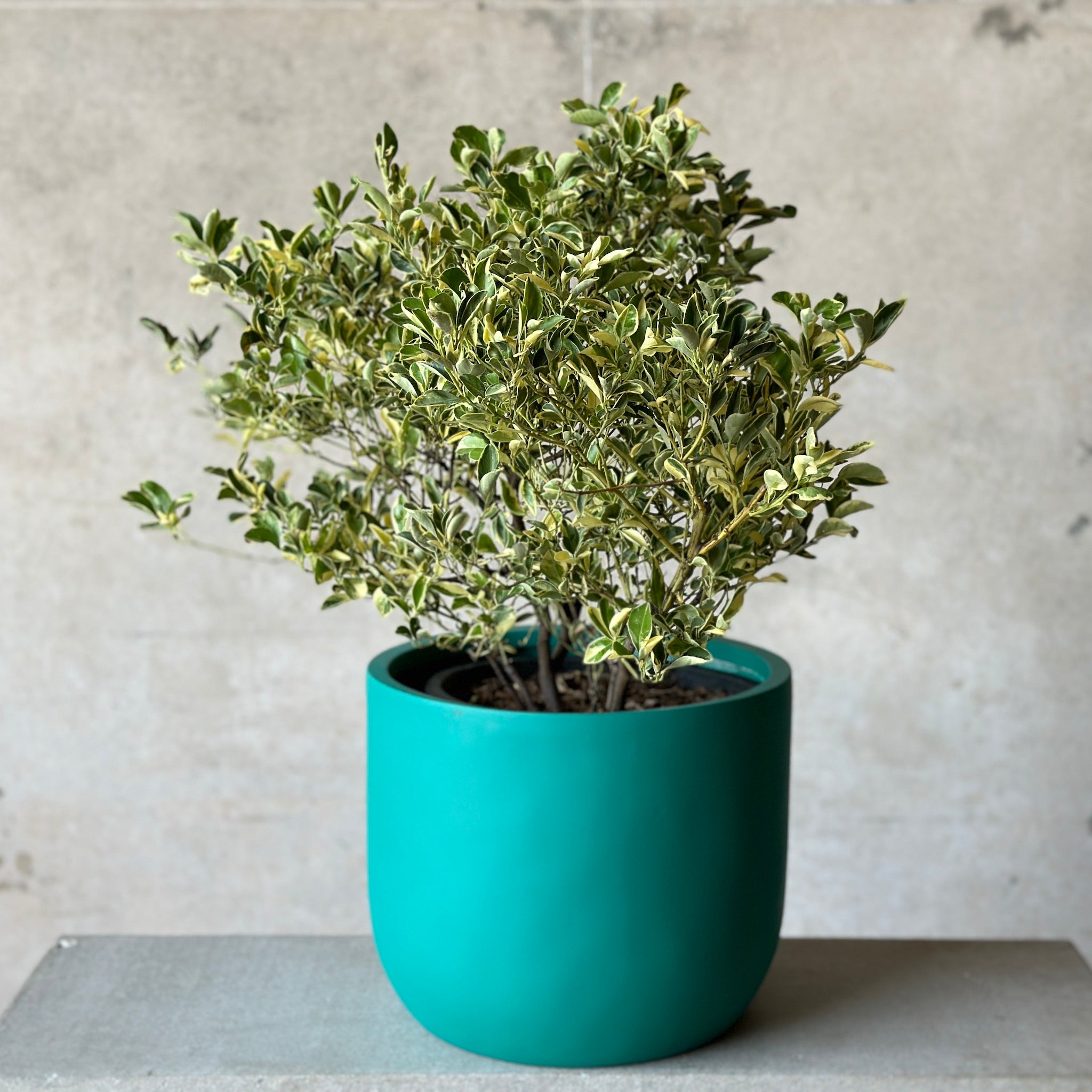 Teal Kumquat Pot Plant