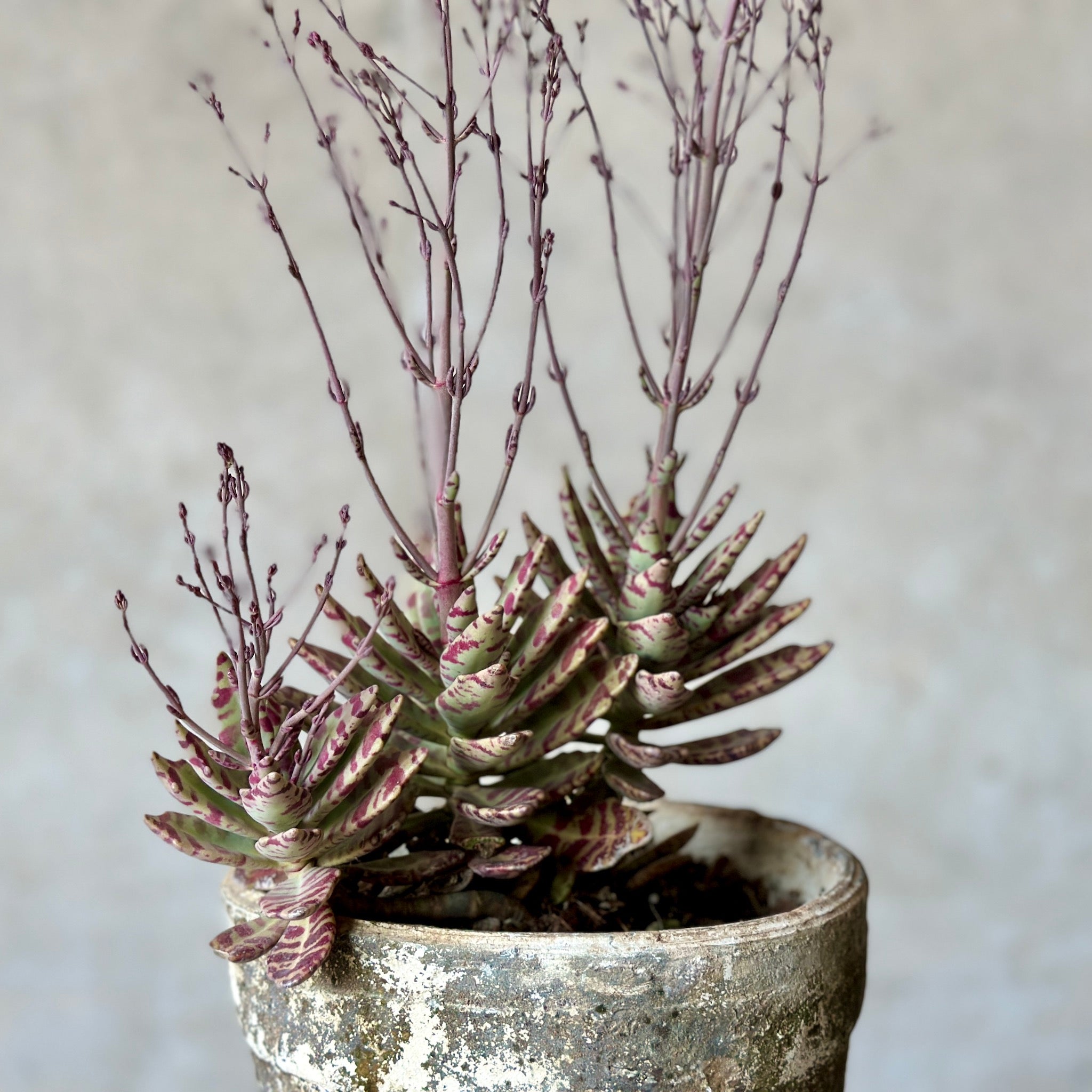 Succulent Pot Plant