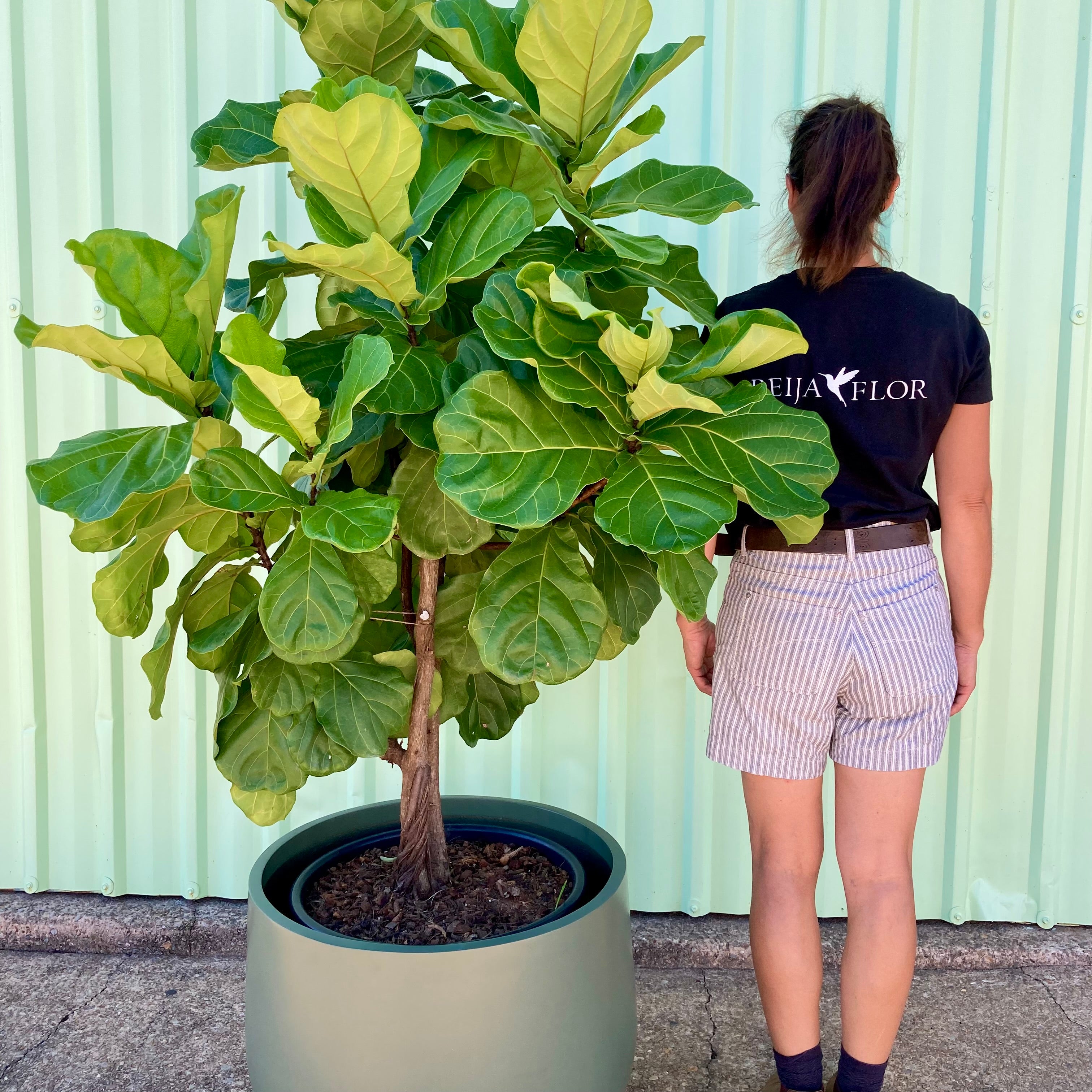 Fiddle Leaf Fig - Large