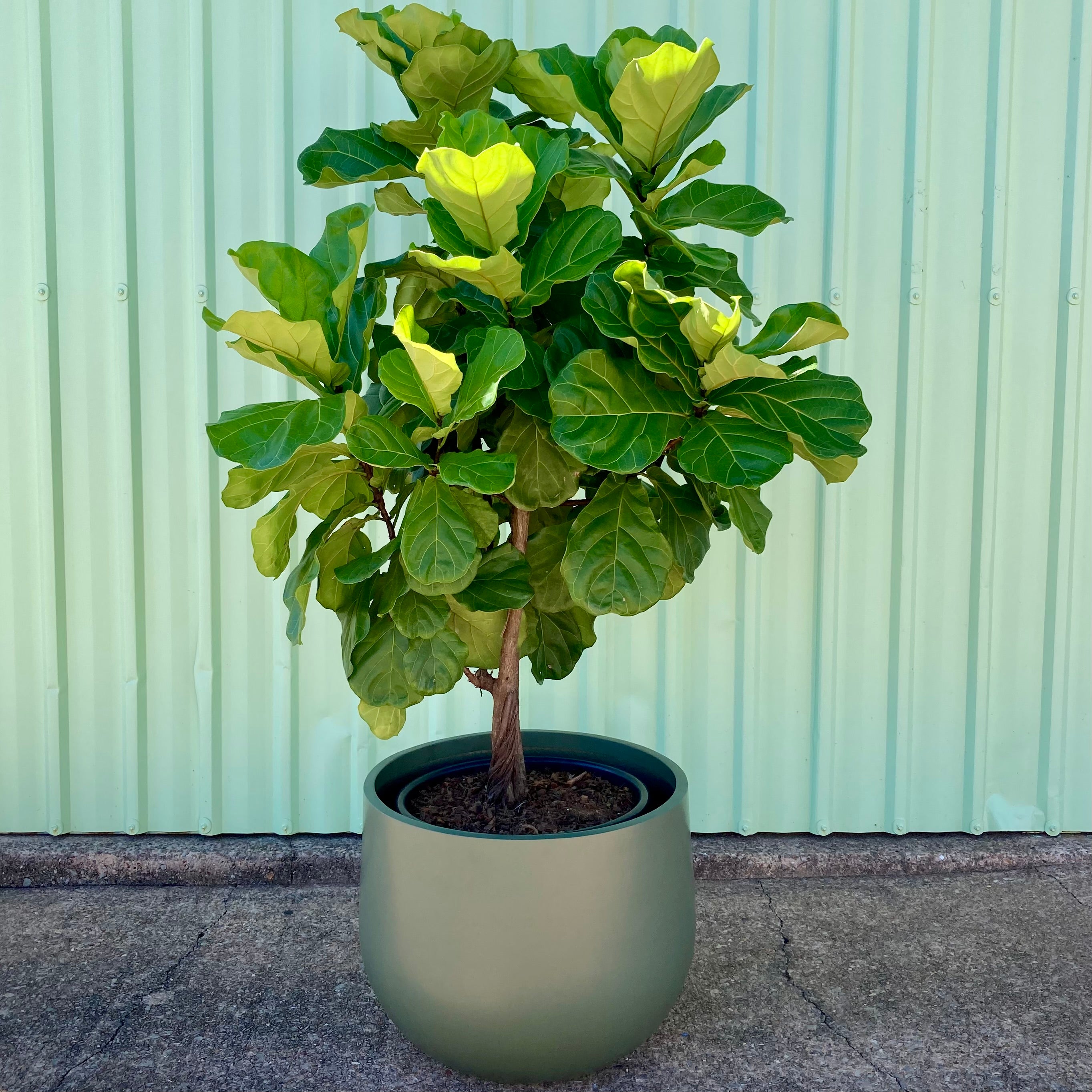 Fiddle Leaf Fig - Large