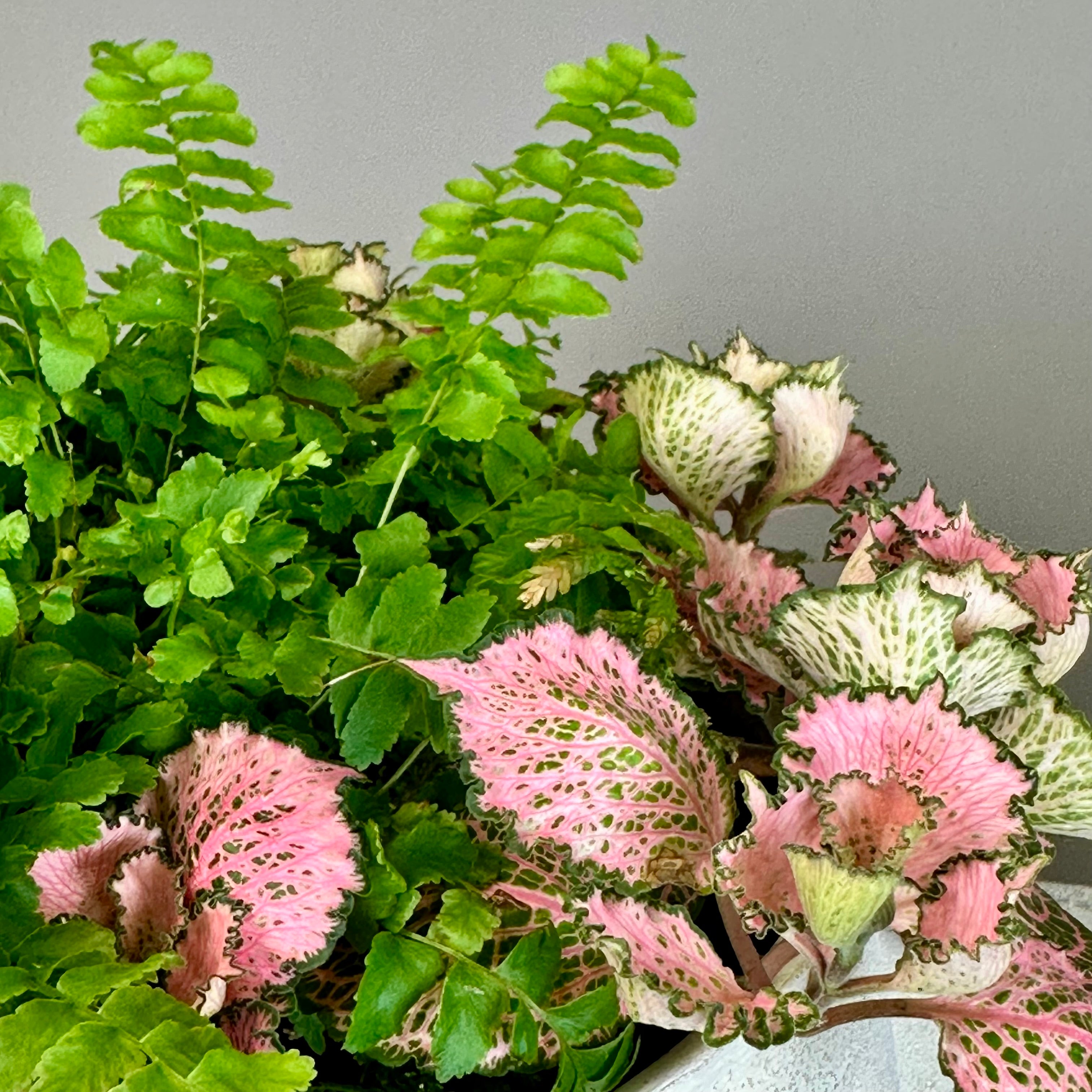 Fern & Fittonia Garden