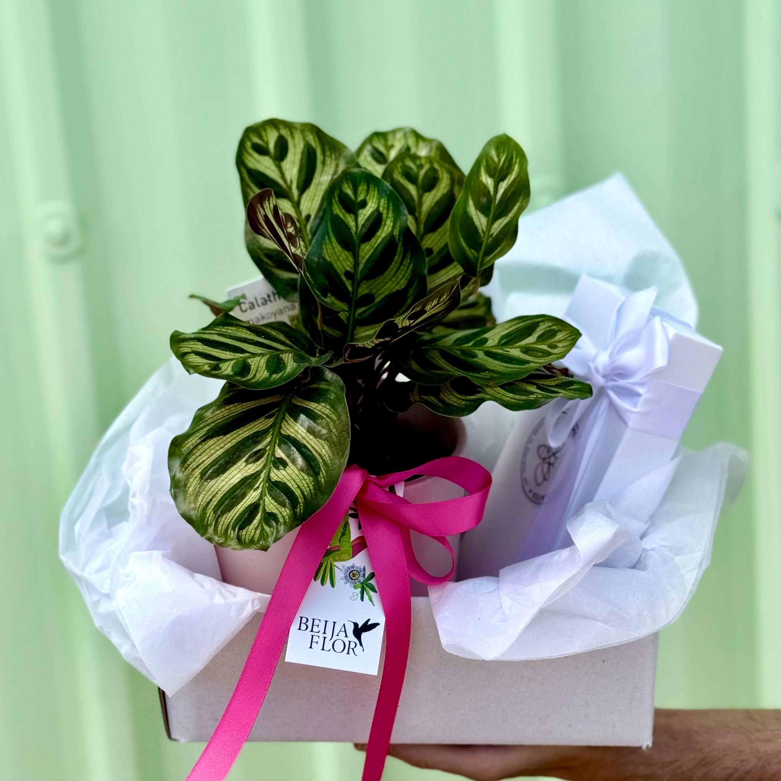 Calathea Chocolate Gift Box