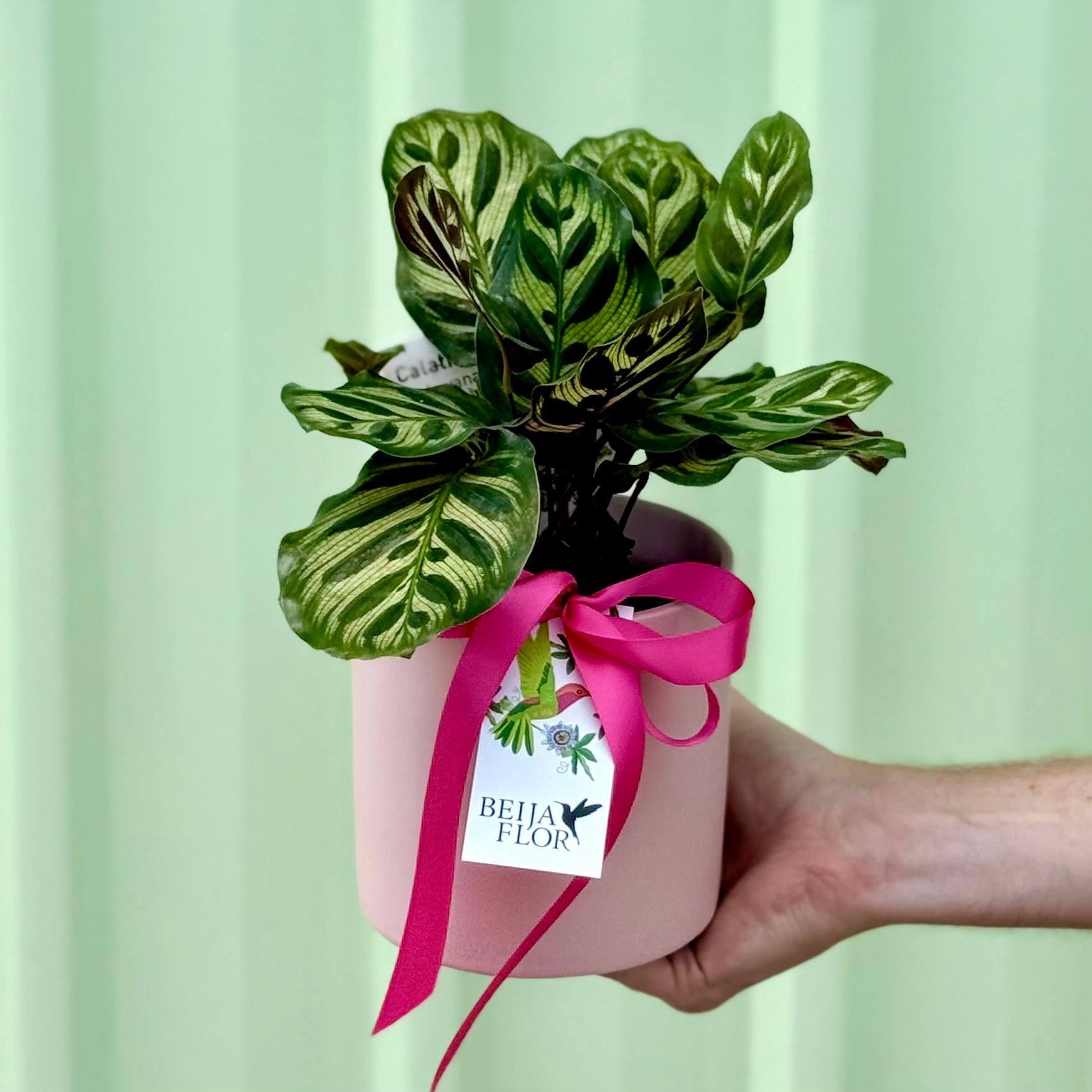 Calathea Pot Plant