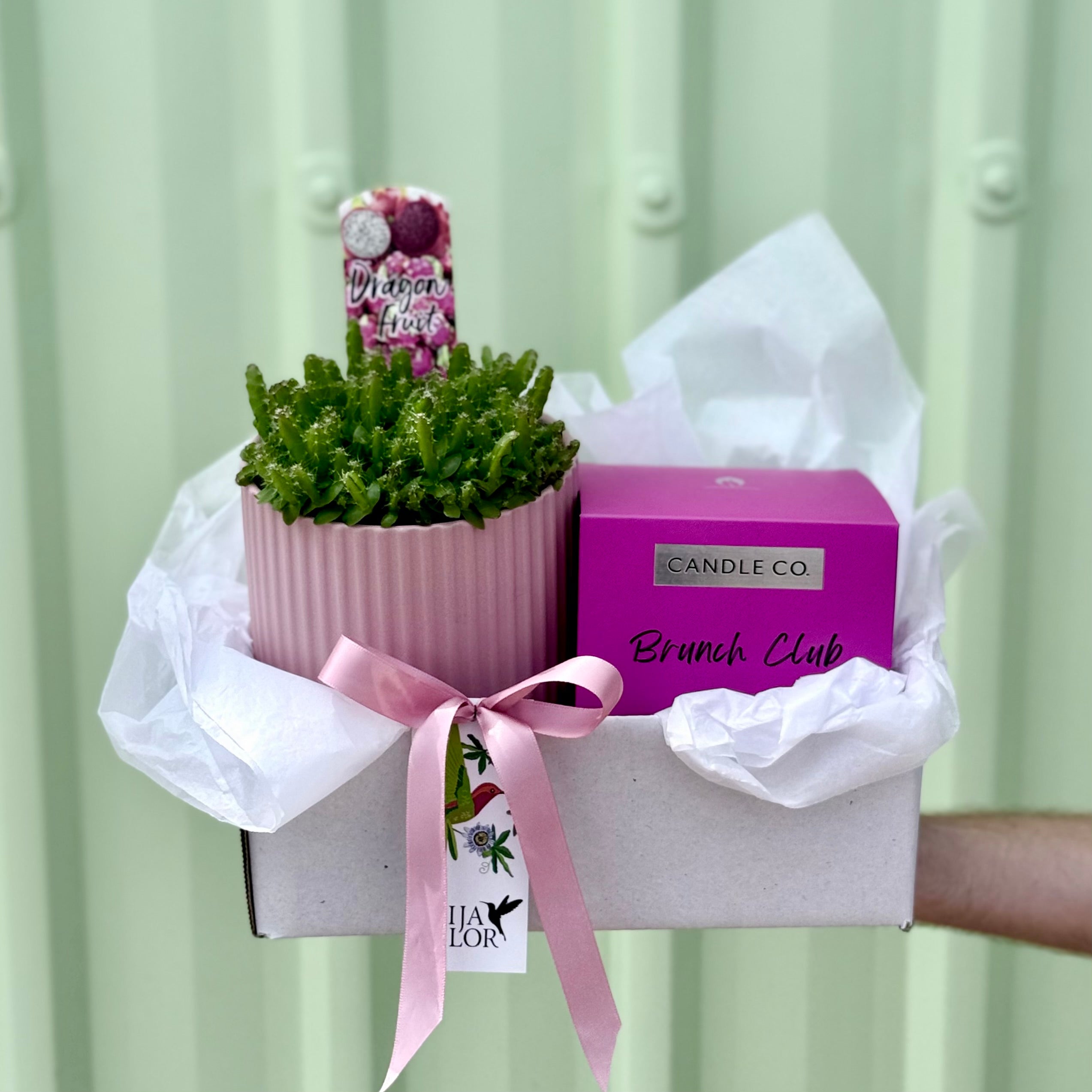 Dragon Fruit Gift Box
