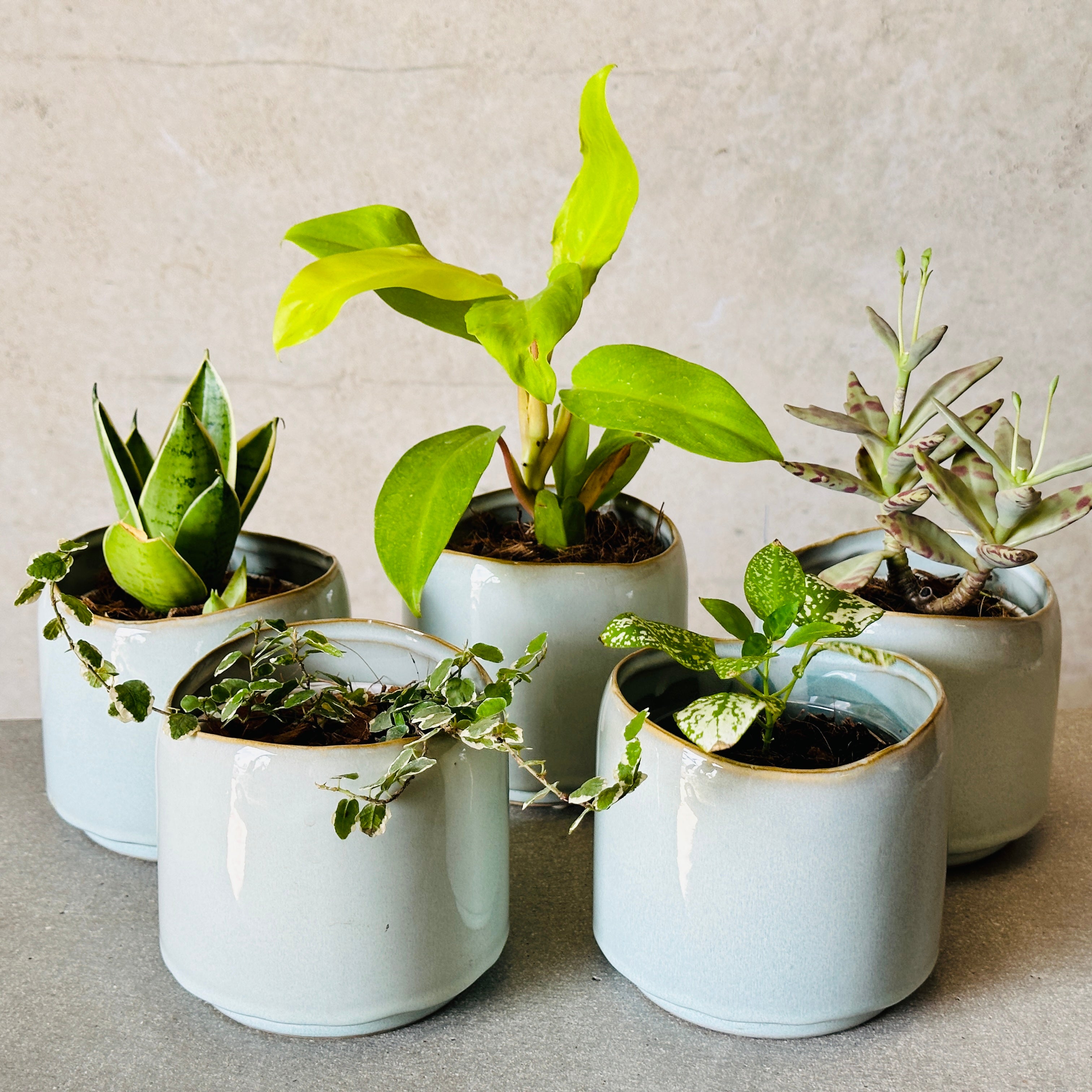 Small Pot Plant Bundle