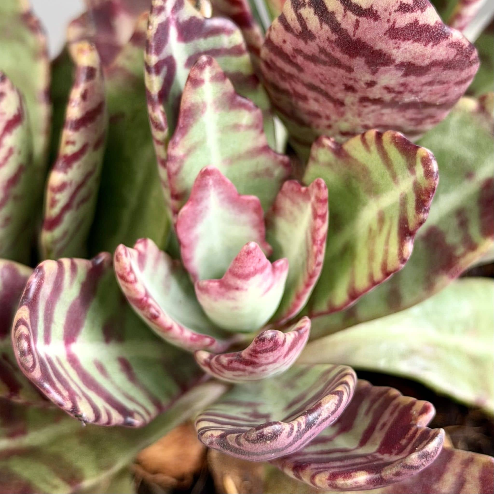 Succulent in Cream Planter