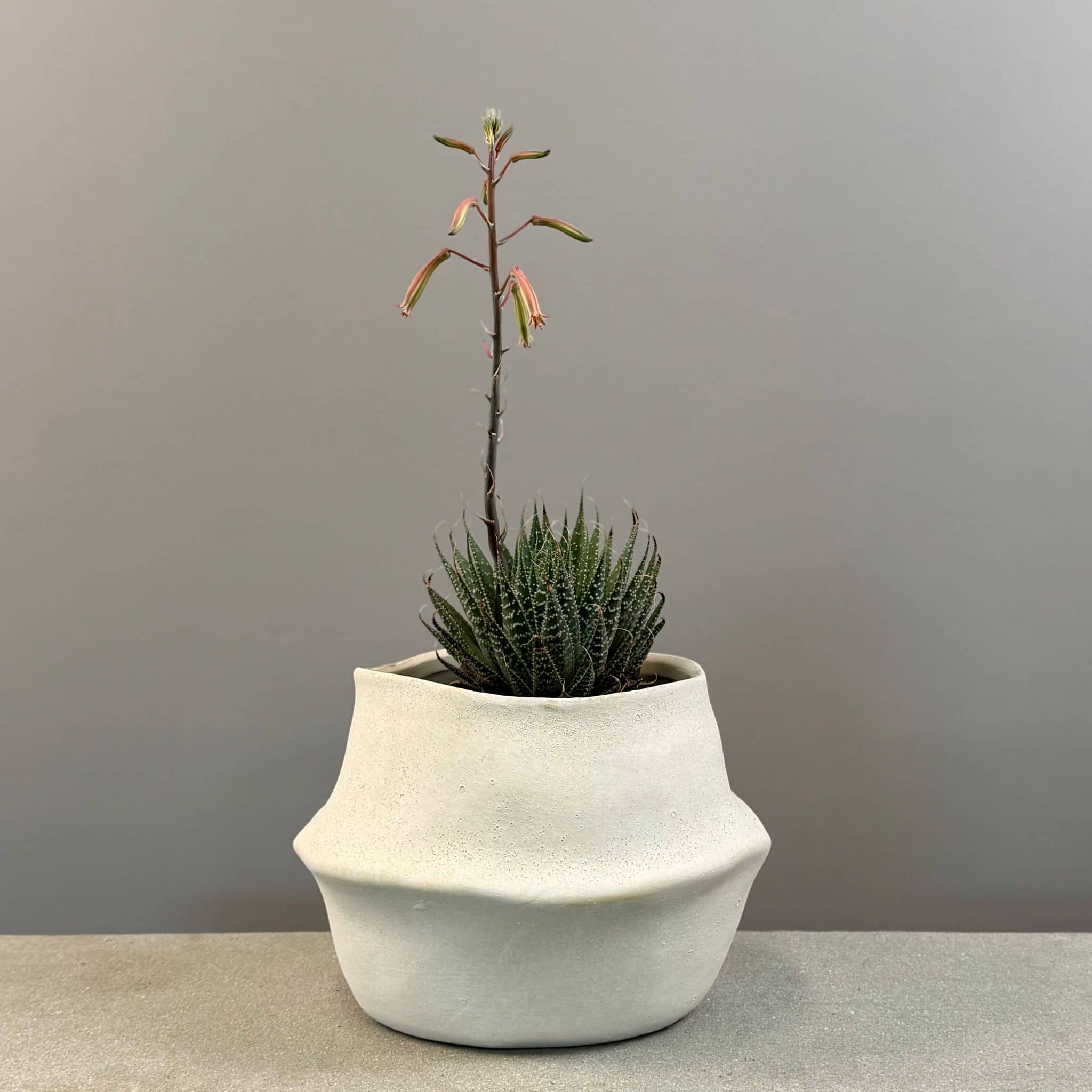 Succulent in Cream Planter