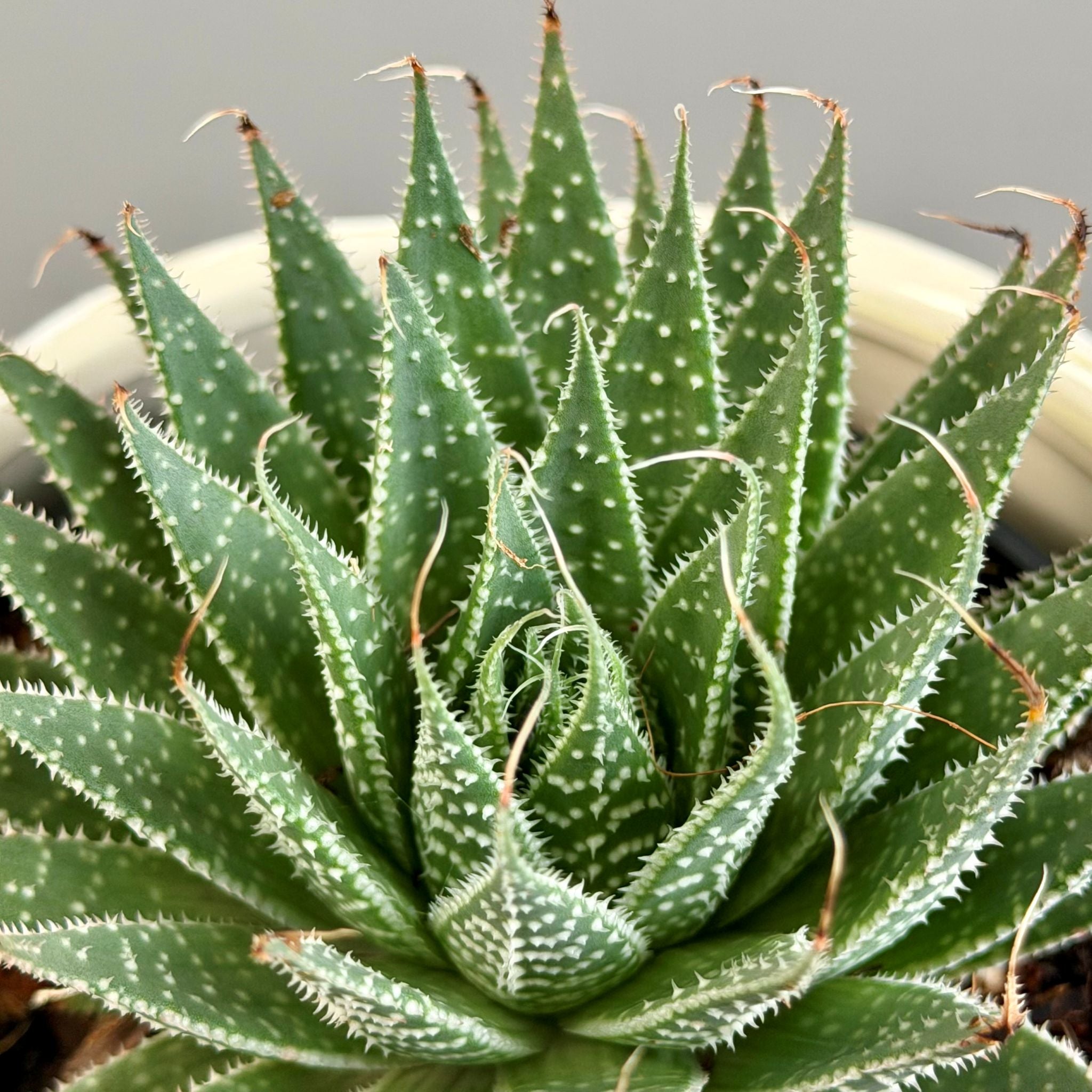 Succulent in Cream Planter