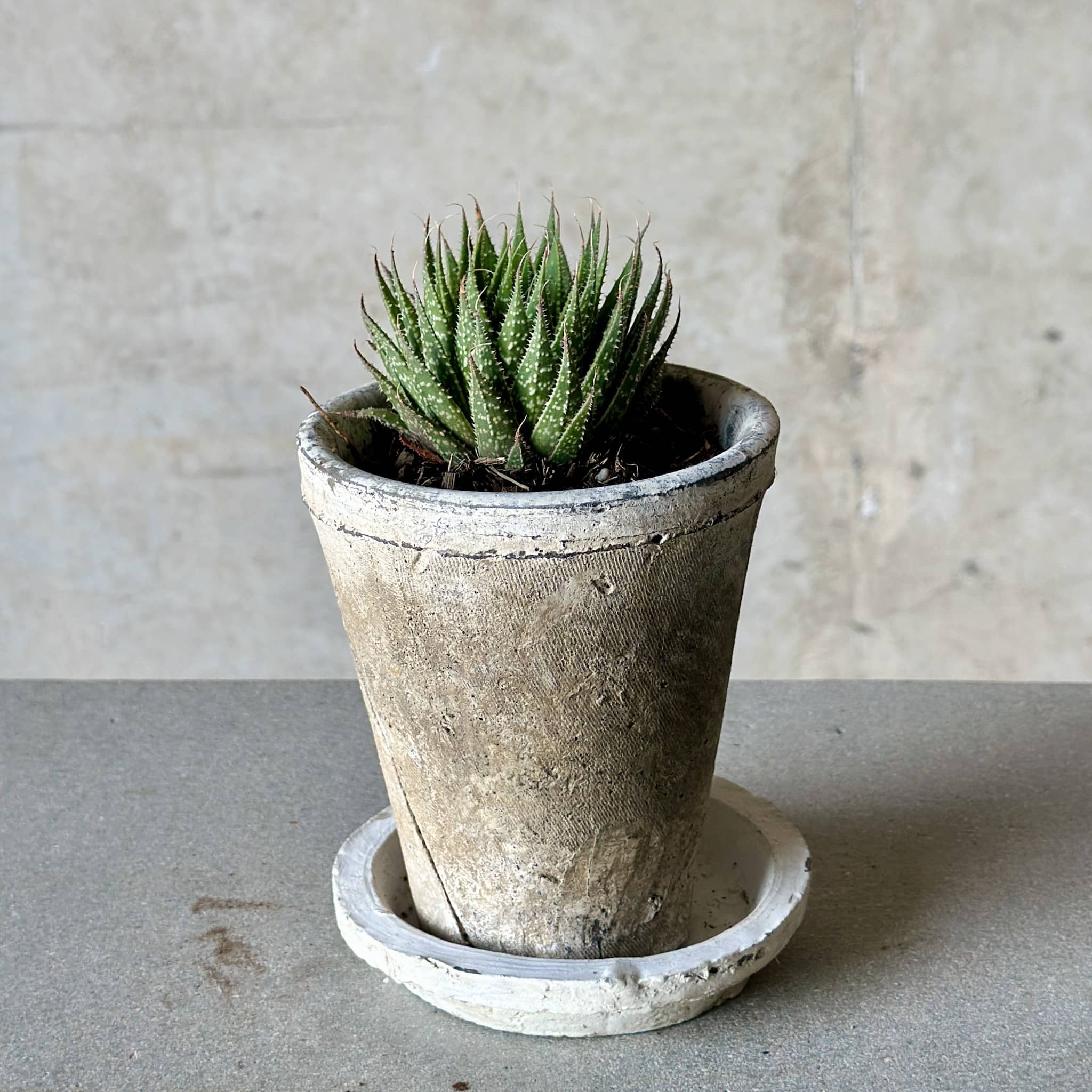 Lace Aloe Pot Plant