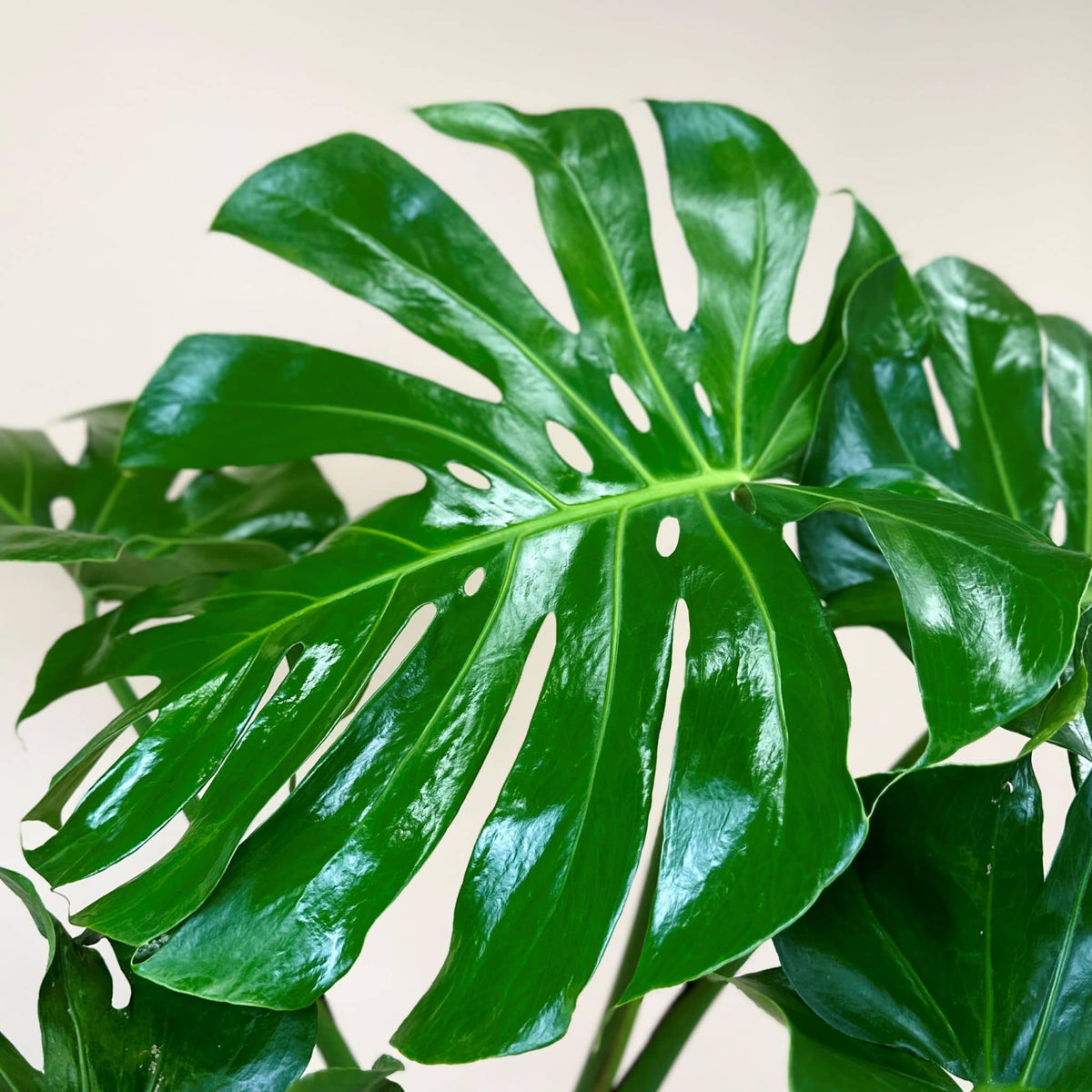 Monstera in Monza planter