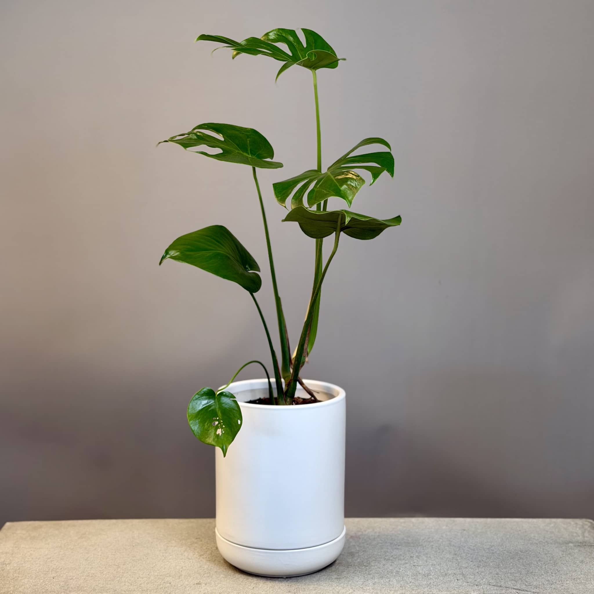 Monstera in White Planter