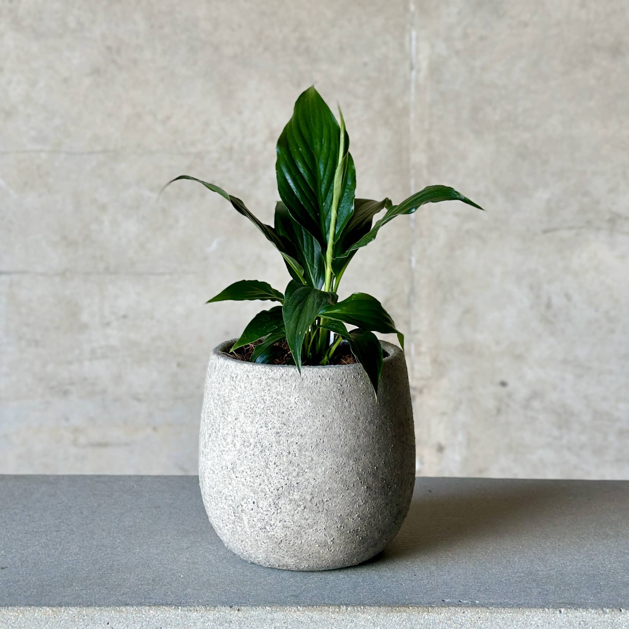 Peace Lily Pot Plant