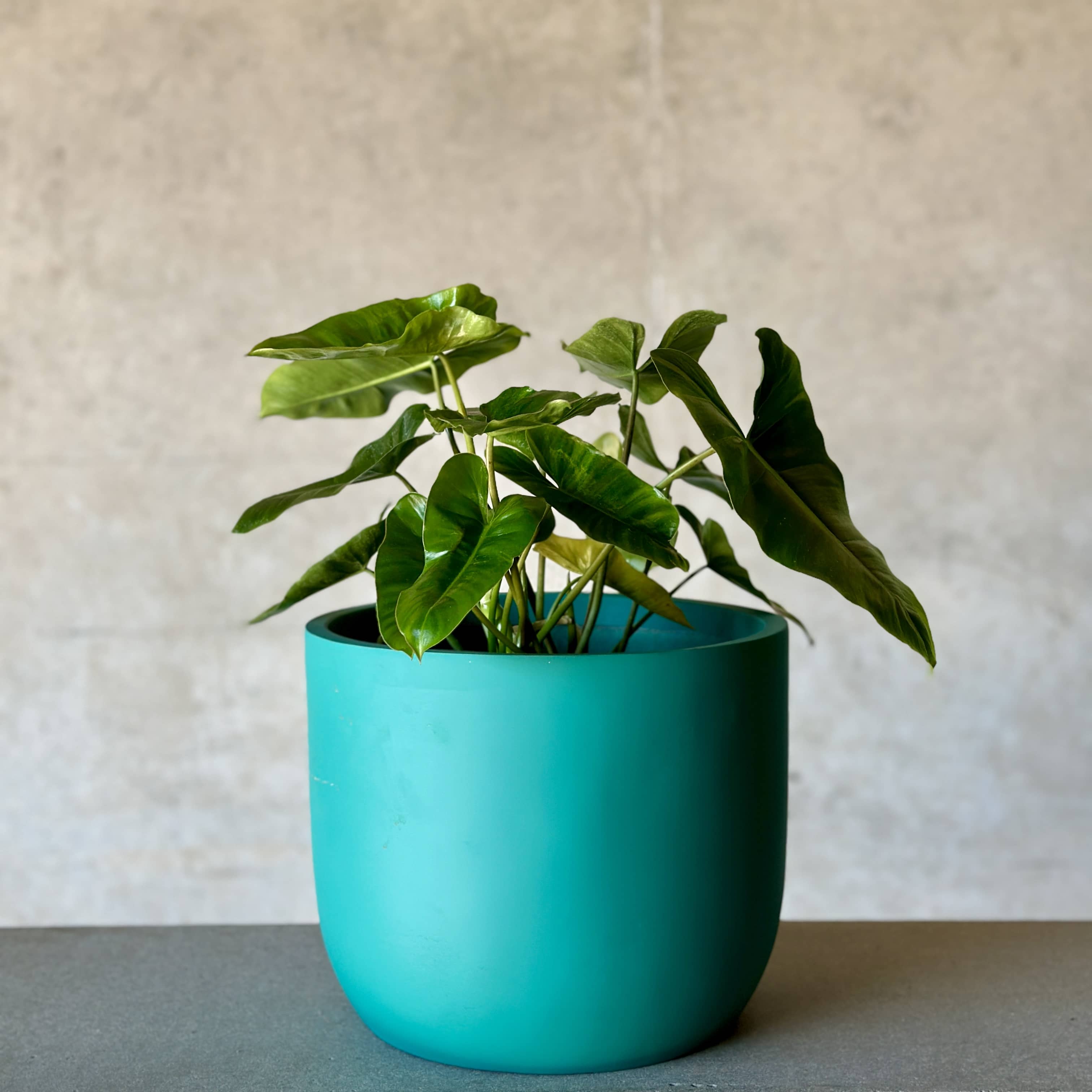 Philodendron Pot Plant