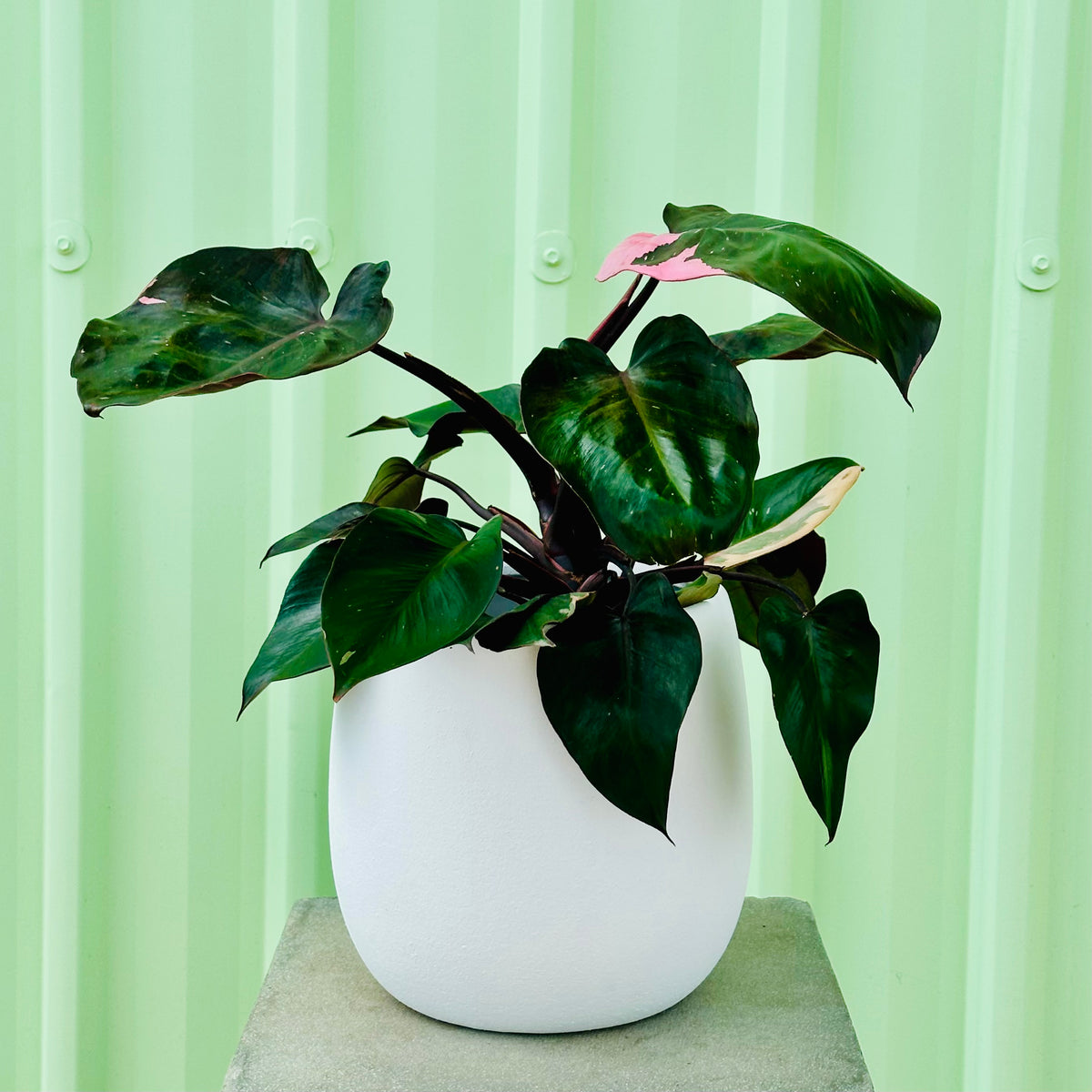 Pink Princess Plant