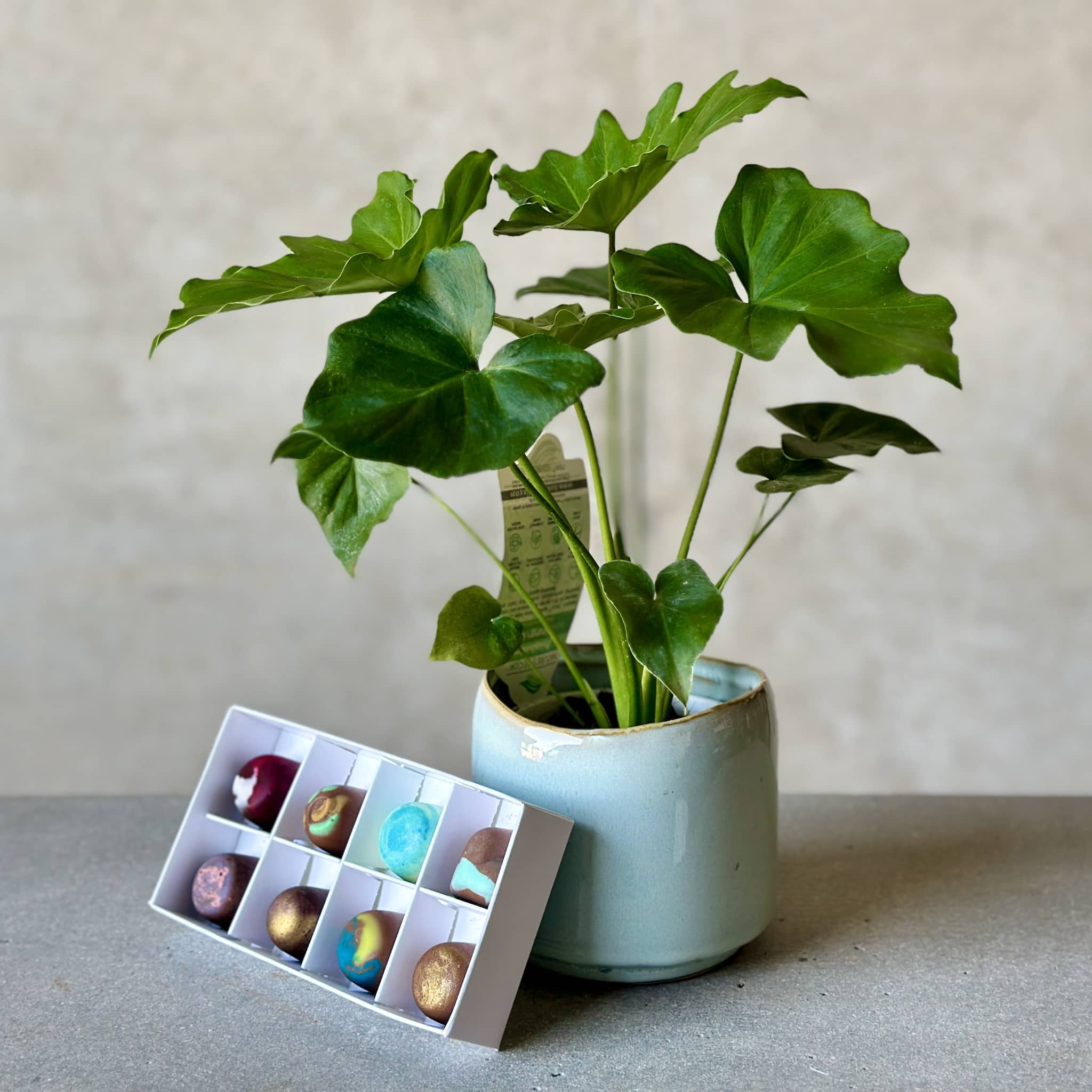 Pot Plant + Chocs