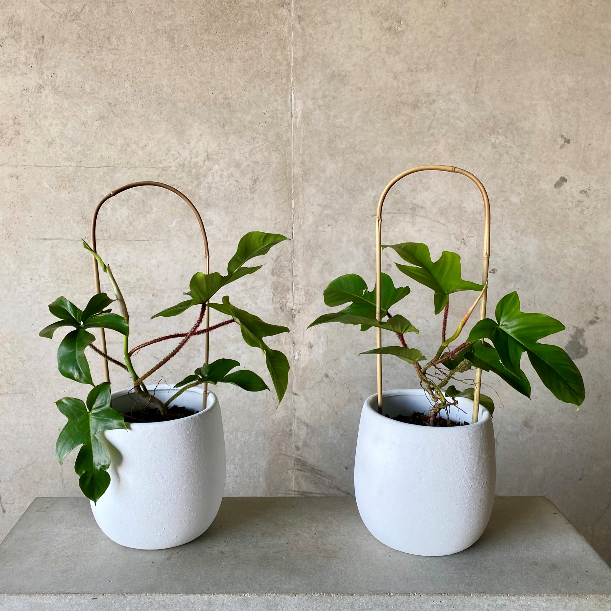 Philodendron squamiferum in White Rogue Tub Pot