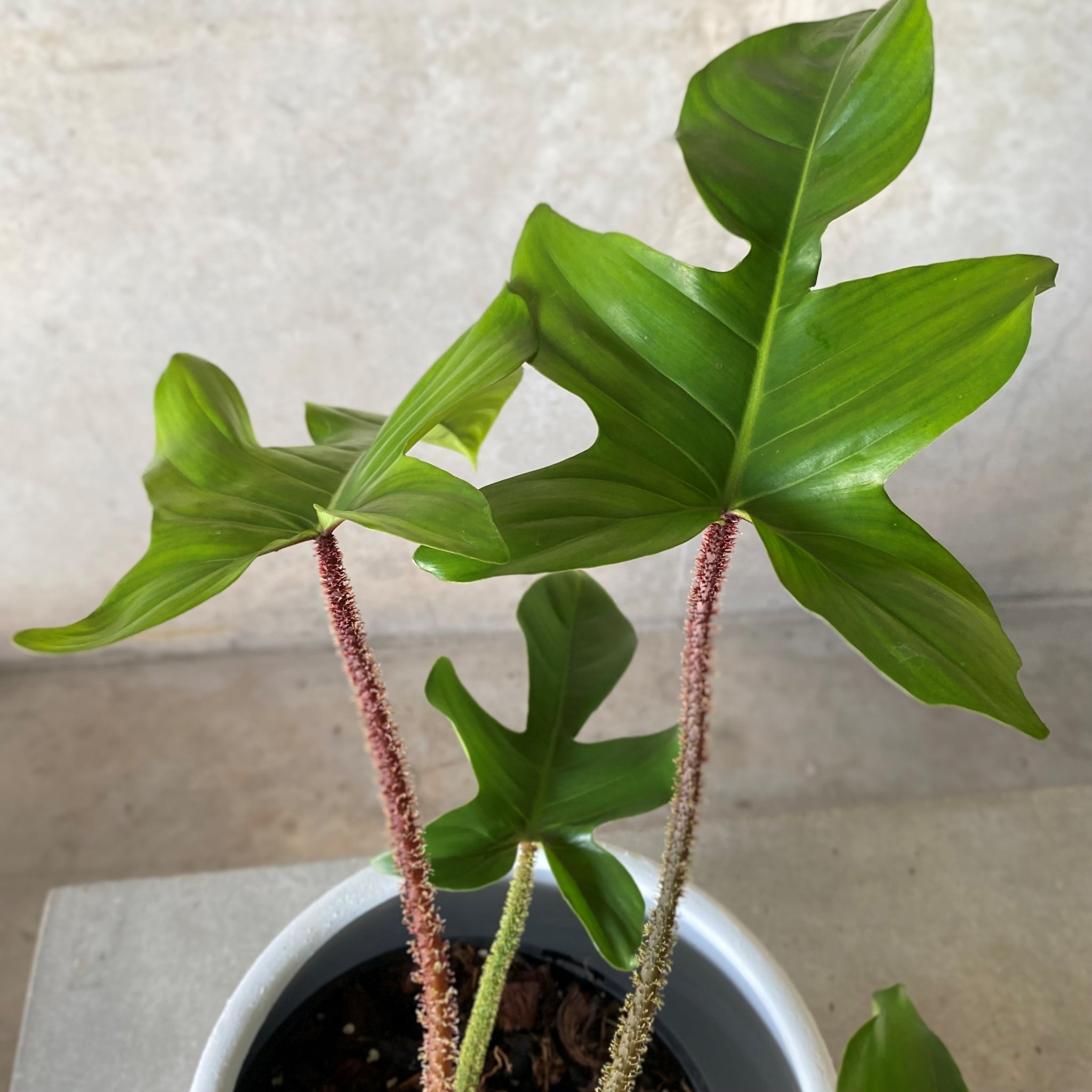 Philodendron squamiferum in White Rogue Tub Pot