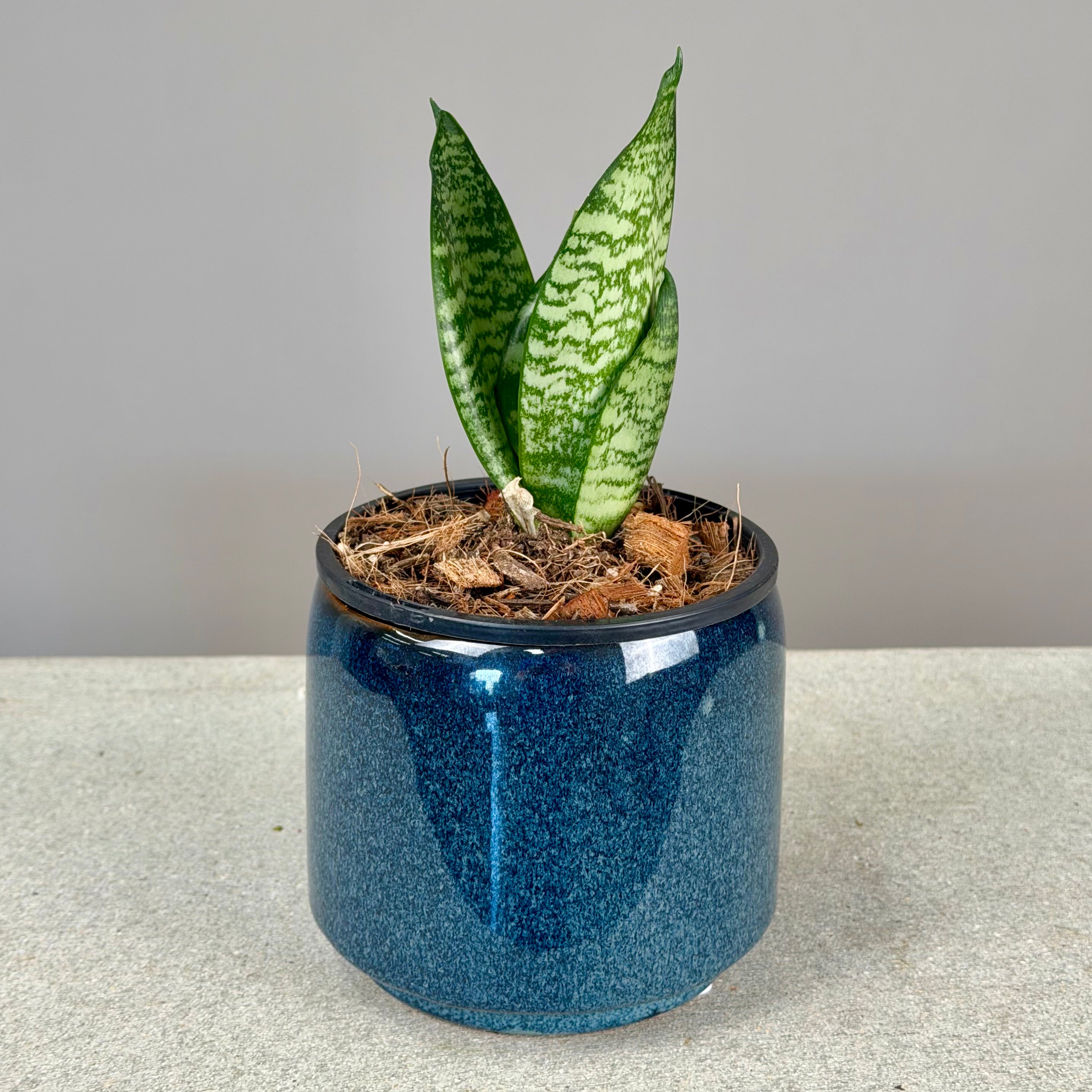 Pot Plant + Chocs