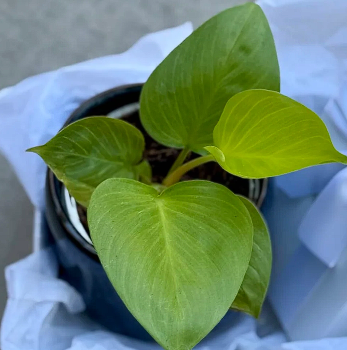 Sky Pot Plant + Chocs