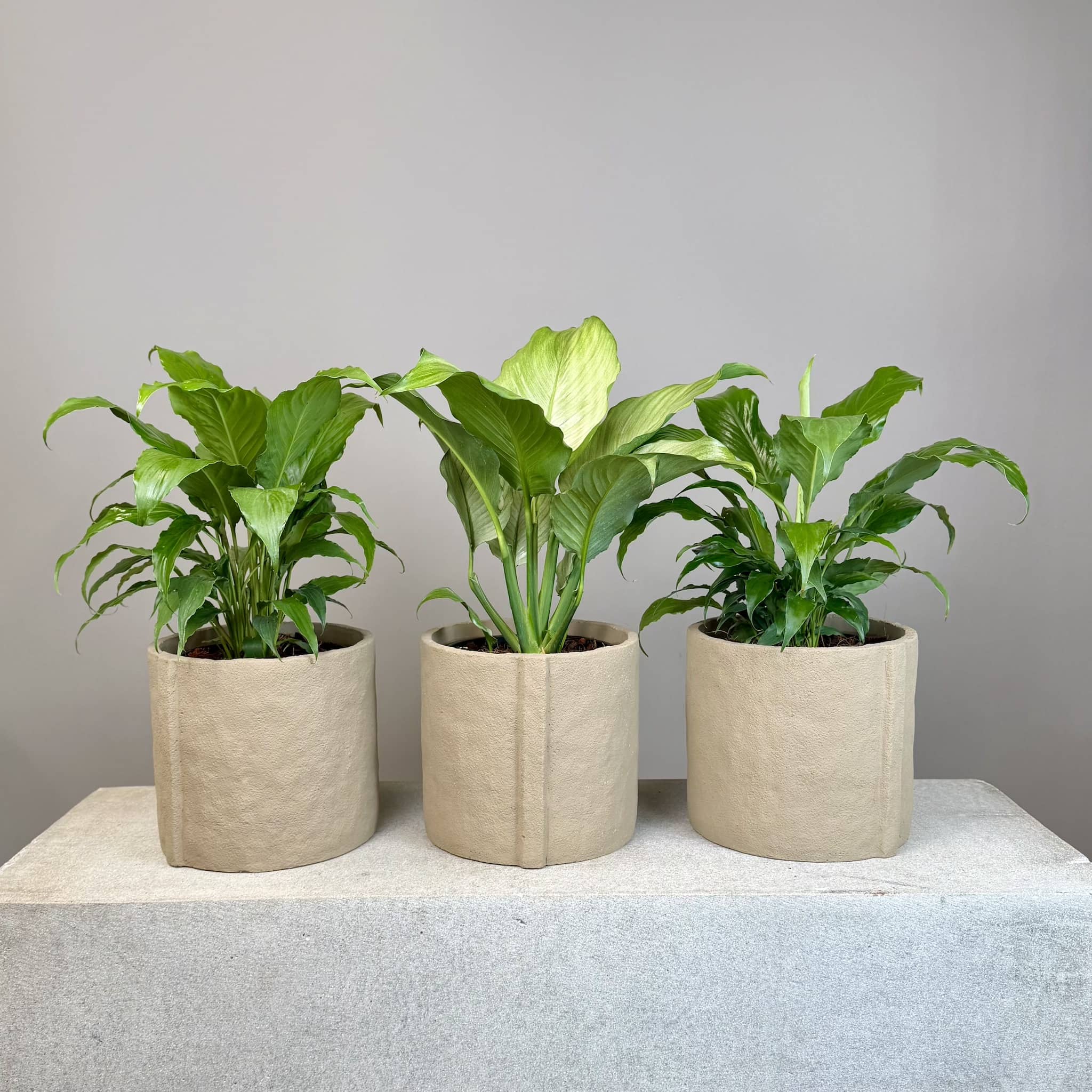 Peace Lily in Danvers Pot