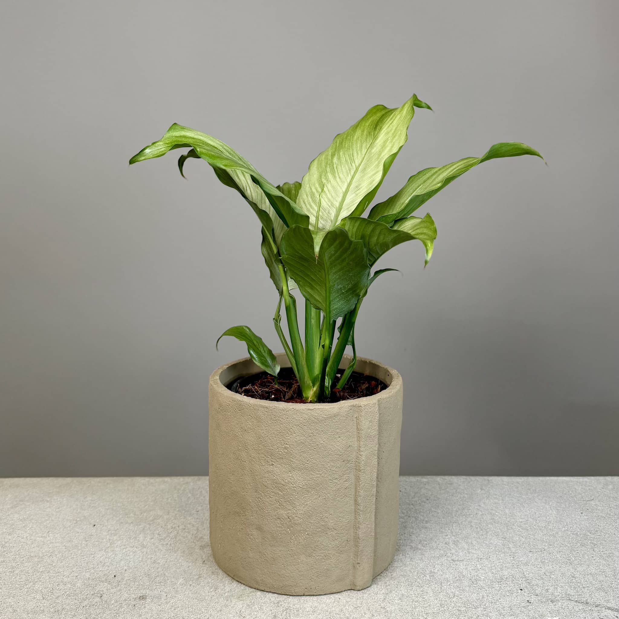 Peace Lily in Danvers Pot