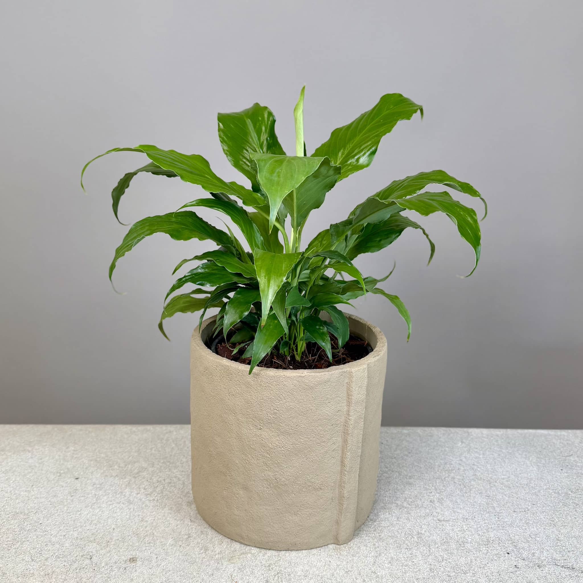 Peace Lily in Danvers Pot