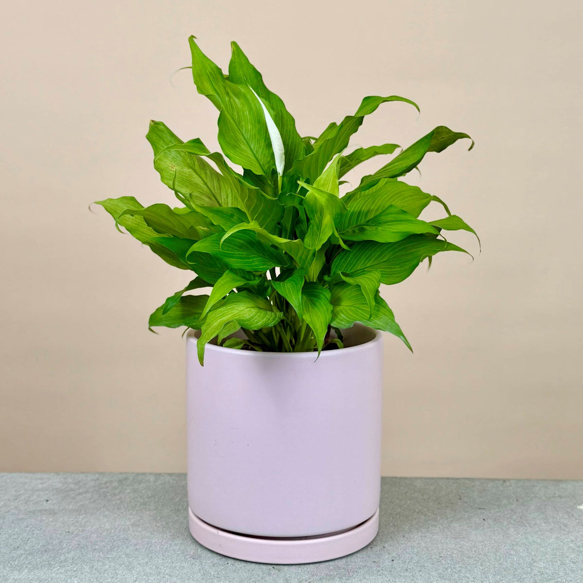 Peace Lily Mix & Match
