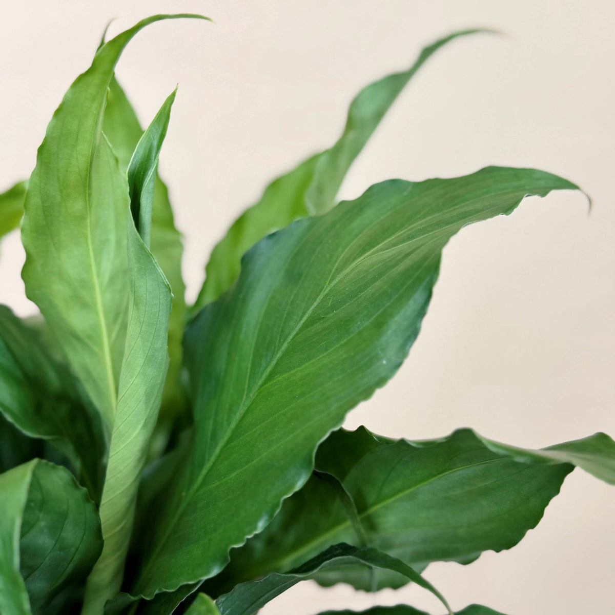 Peace Lily Mix & Match
