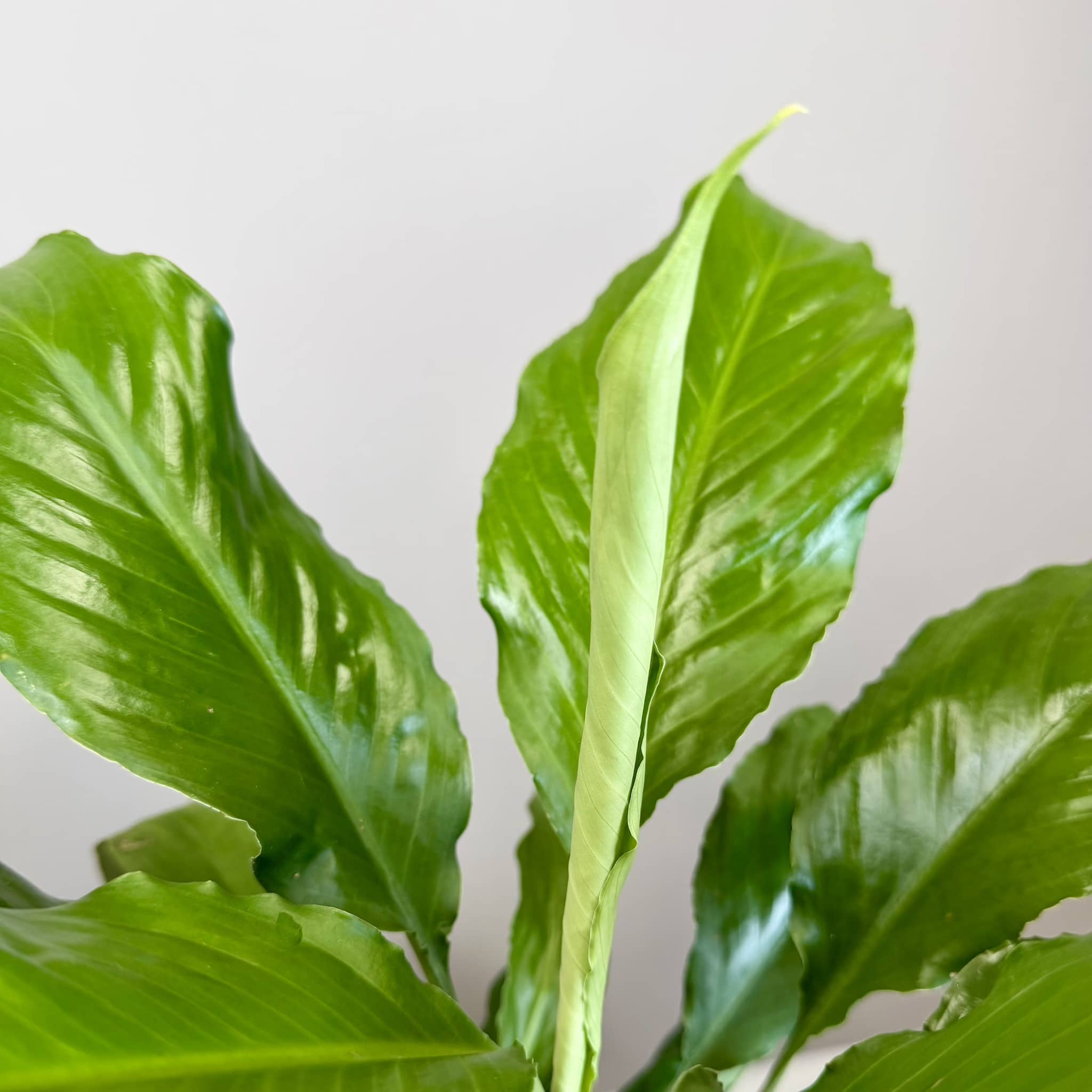 Peace Lily in Danvers Pot