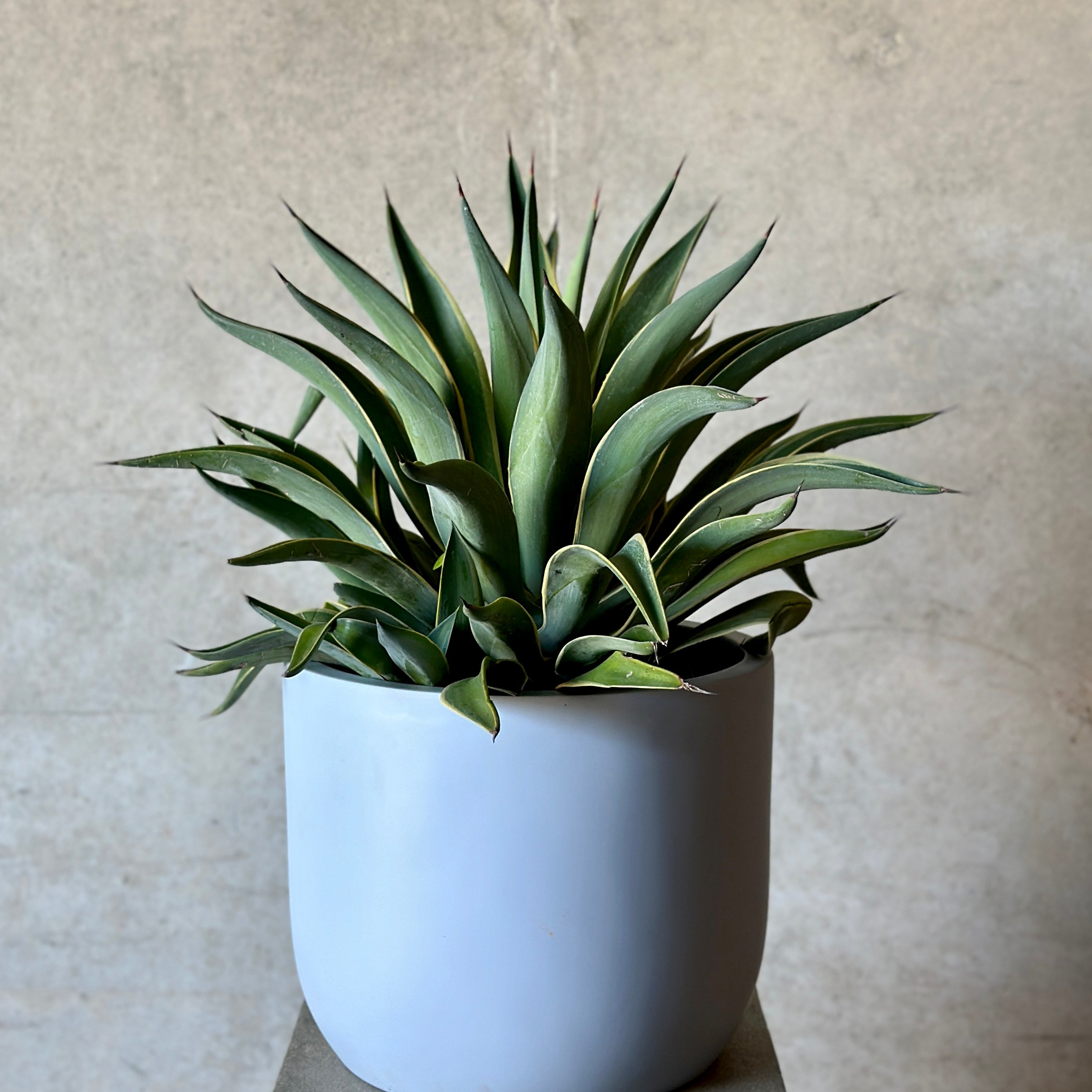 Agave Mix n Match Planter (Medium)