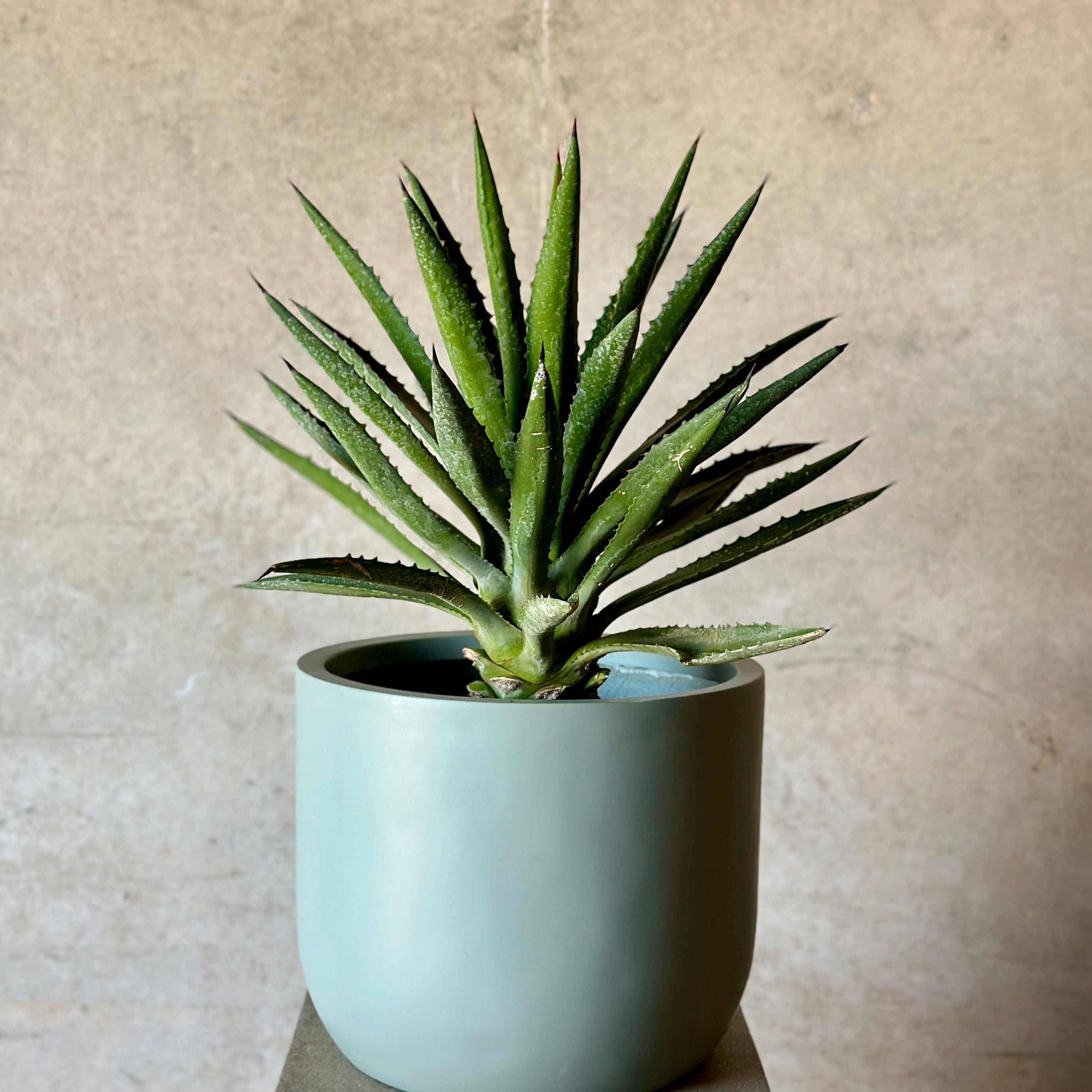 Agave Pot Plant