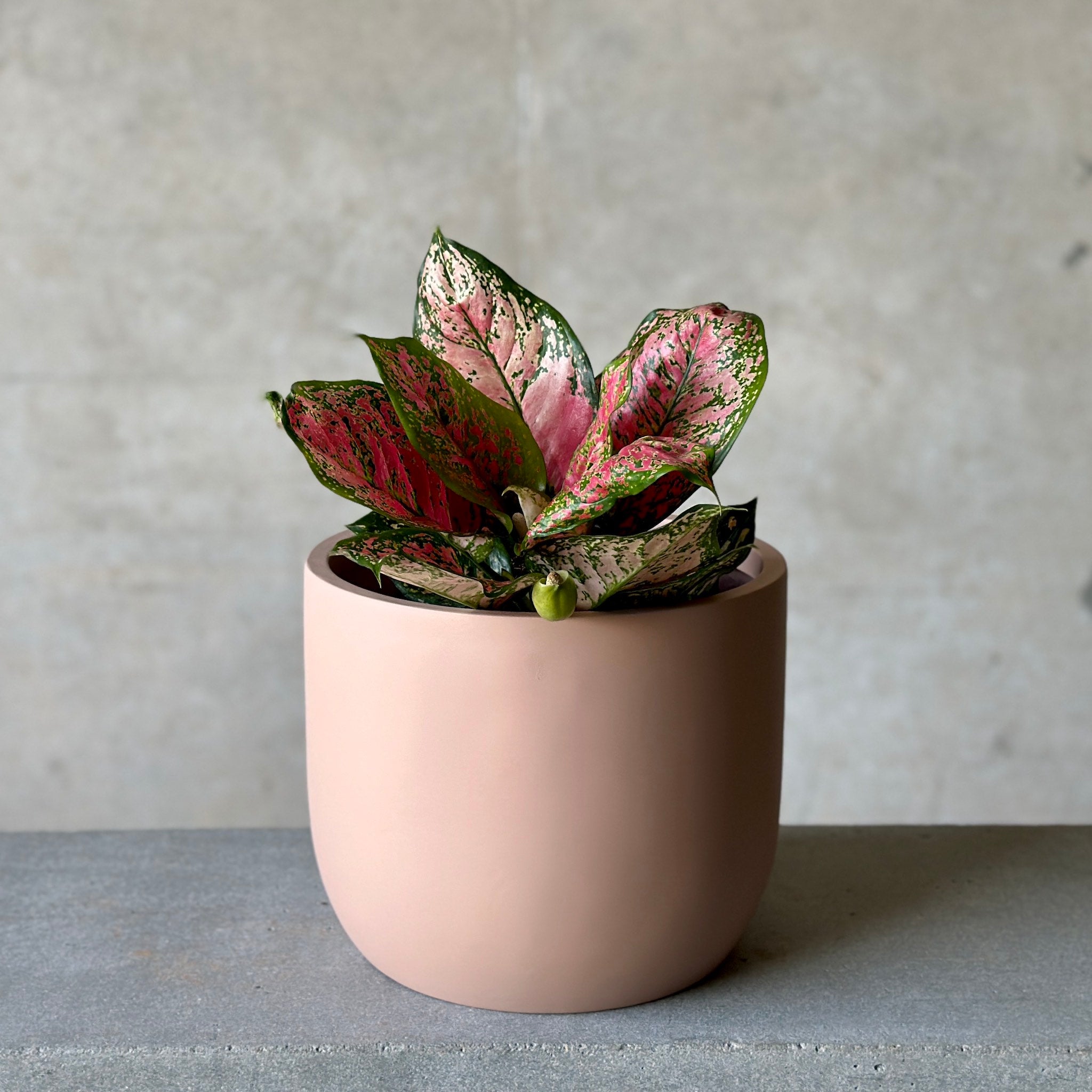 Large aggie plant in pink pot cover