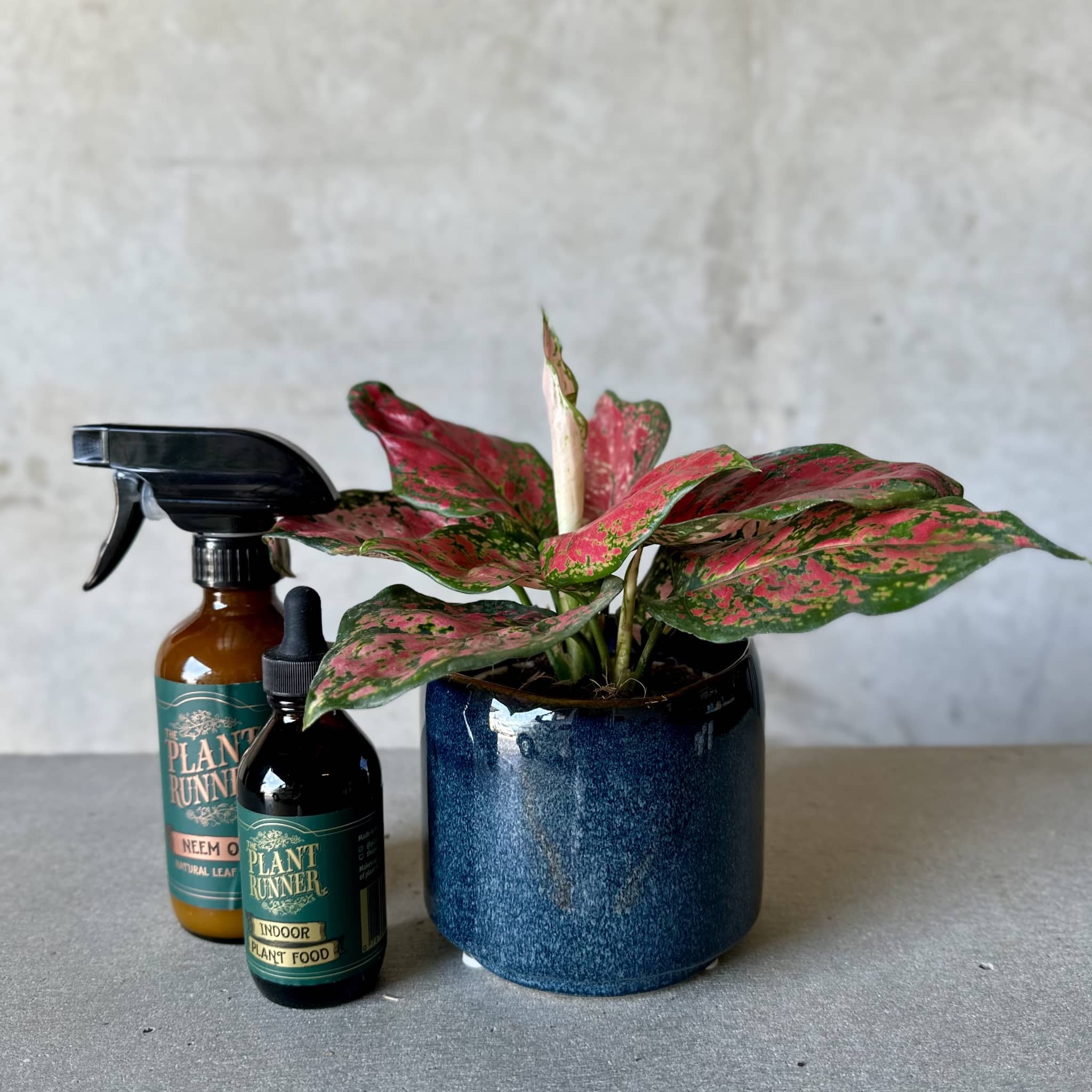 Navy Pot Plant + Care Duo