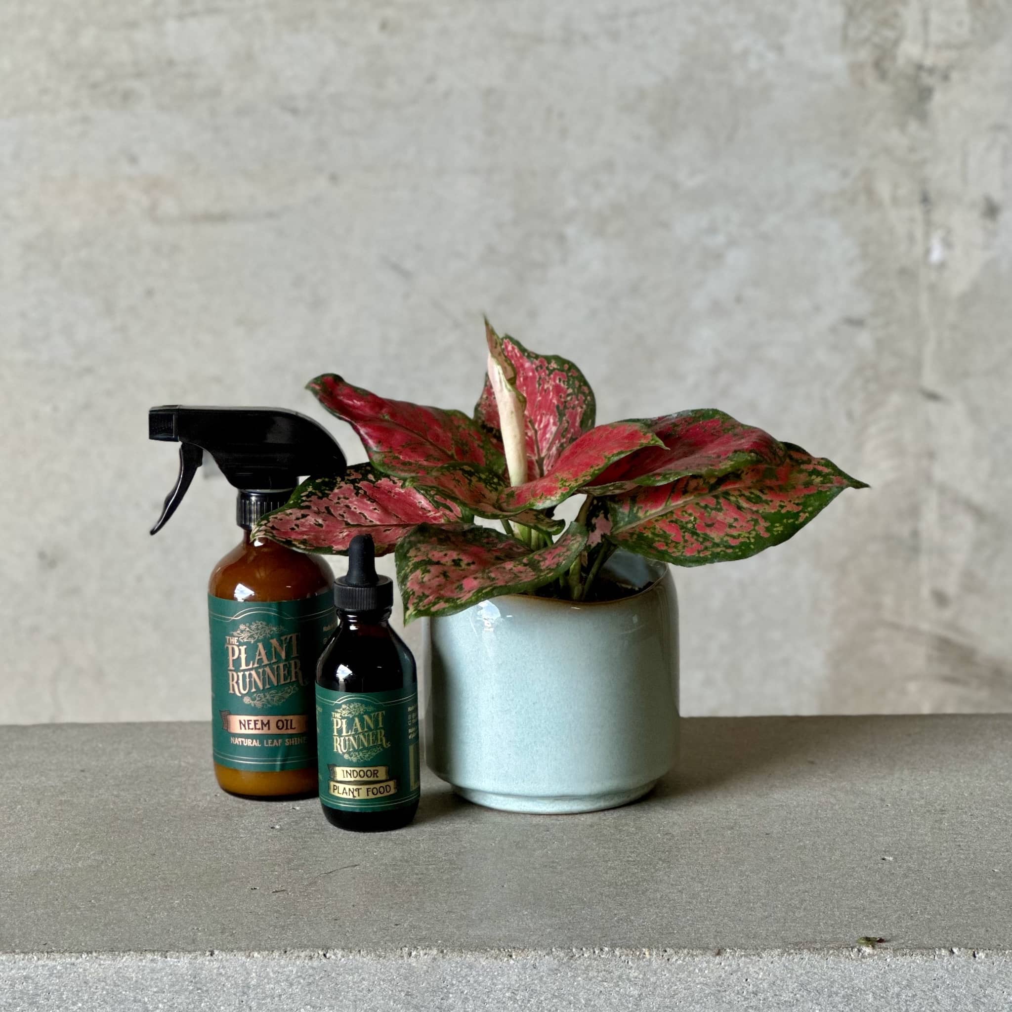 Sky Pot Plant + Care Duo