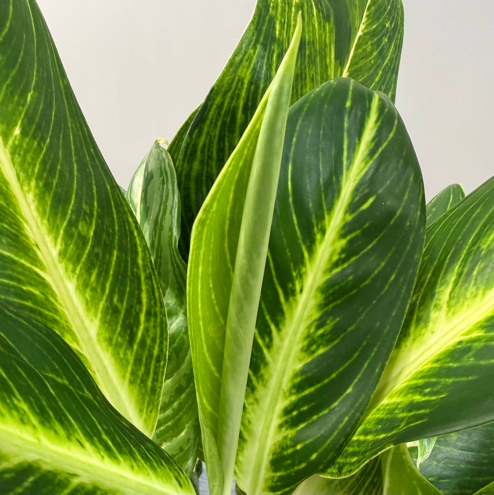 Aglaonema Plant