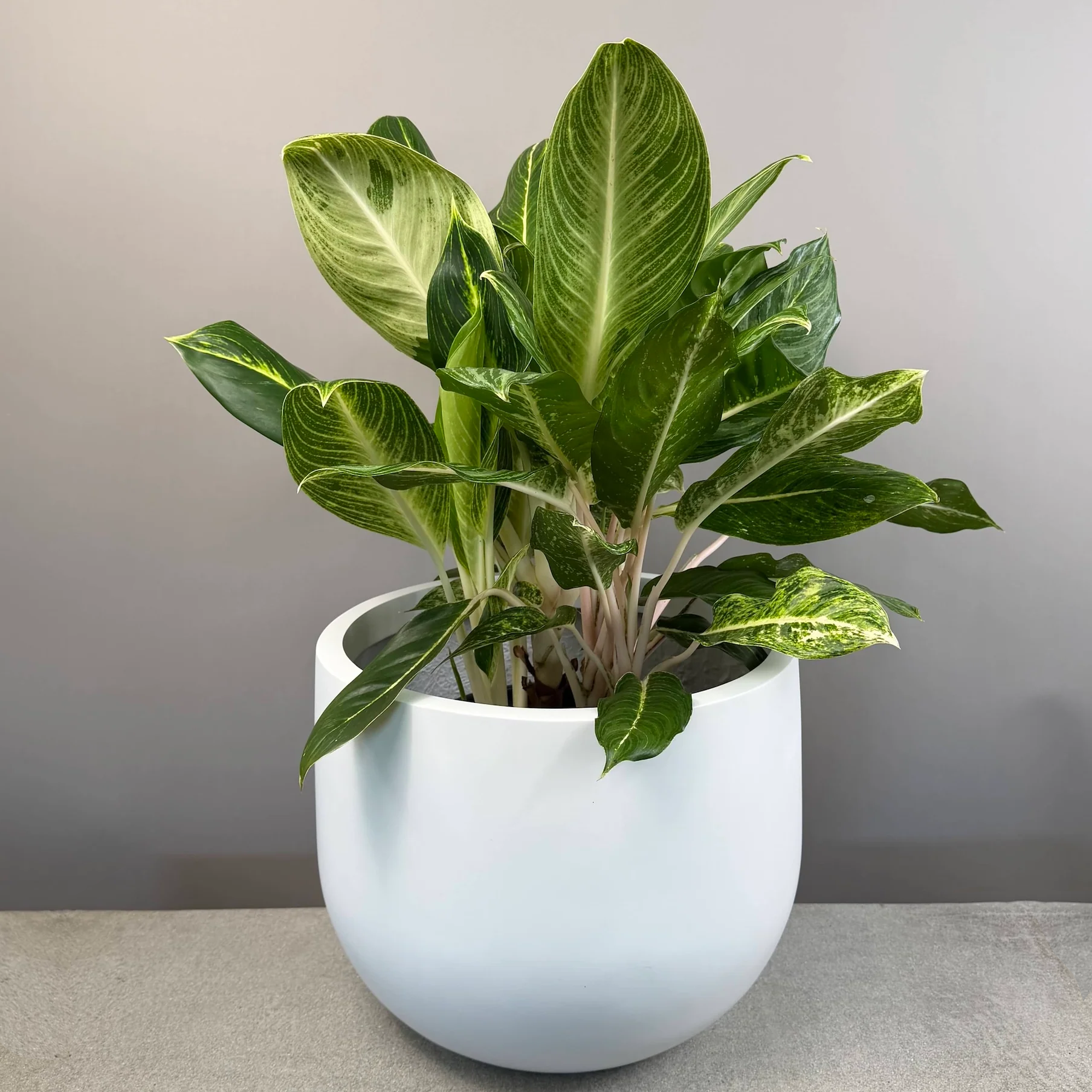 Aglaonema Plant