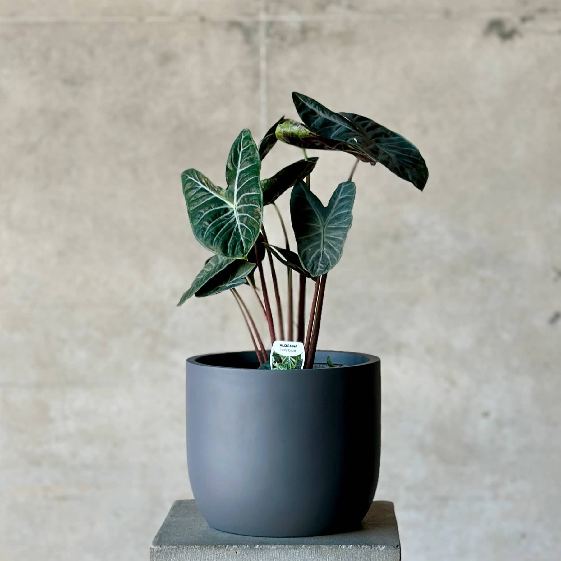 Potted plant with dark green leaves in a gray fibreglass pot.